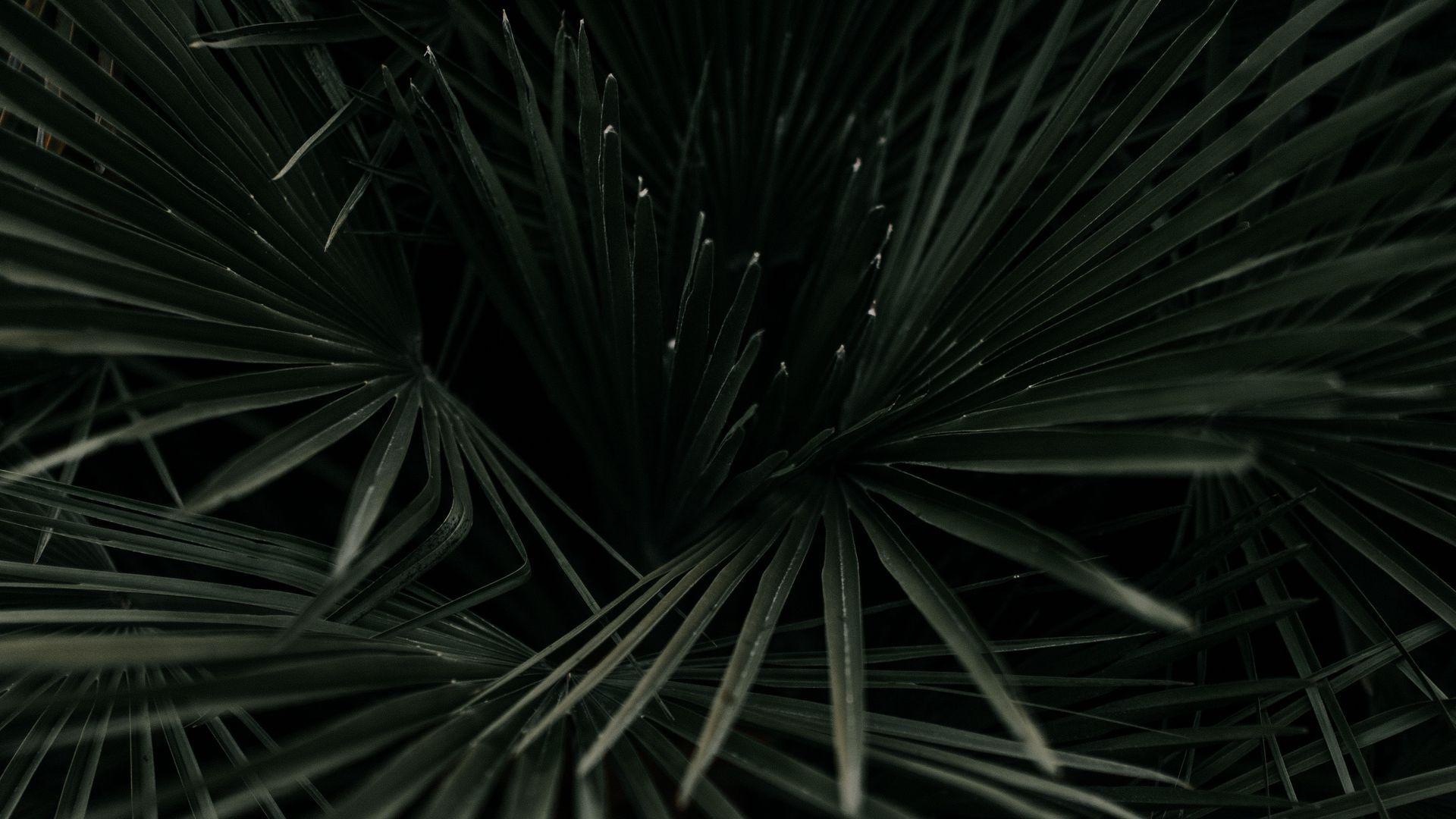 1920x1080 Download wallpaper 1920x1080 leaves, palm, tropical, branches, dark green, plant full hd, hdtv, fhd, 1080p HD background