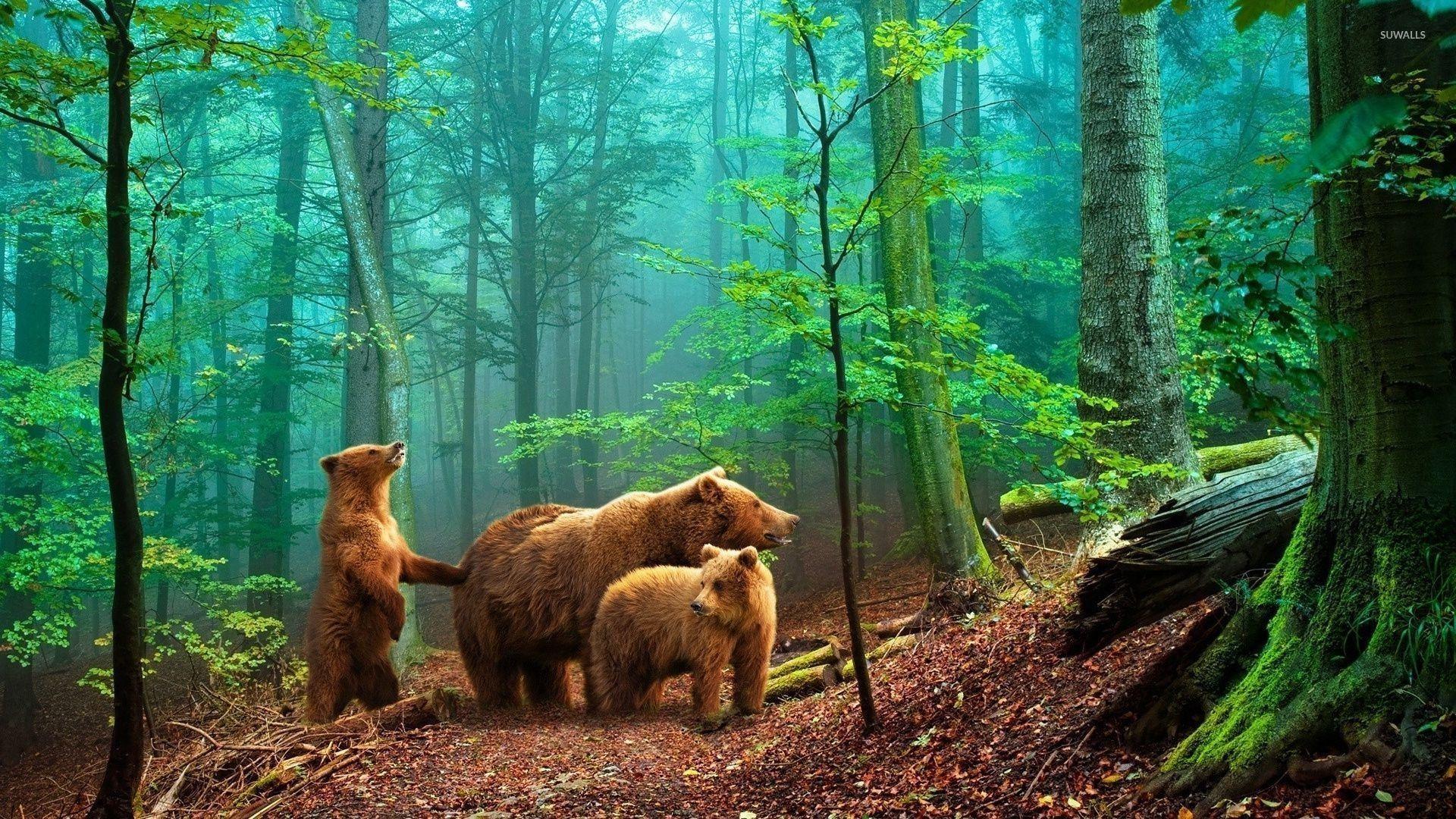 1920x1080 Forest Wallpaper With Animals Gif