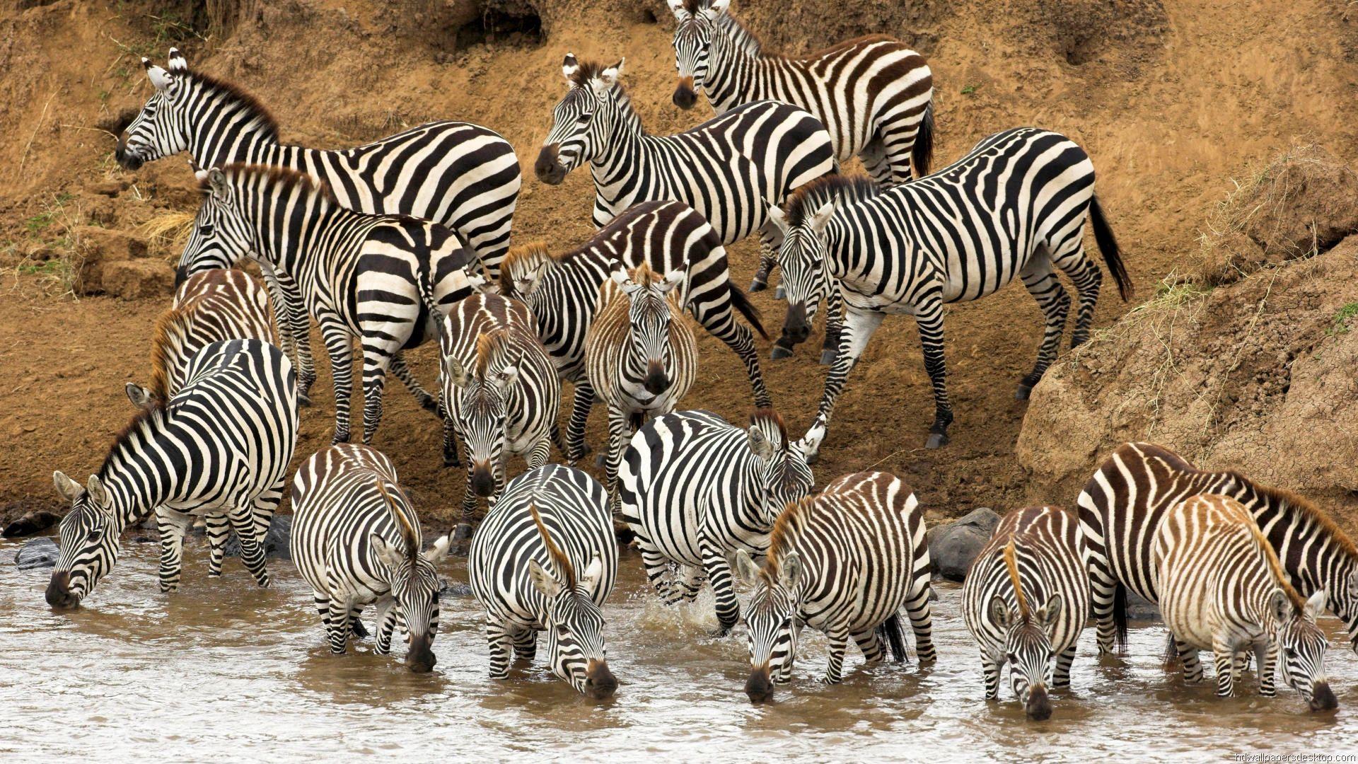 1920x1080 Animals Wallpaper HD 1080p
