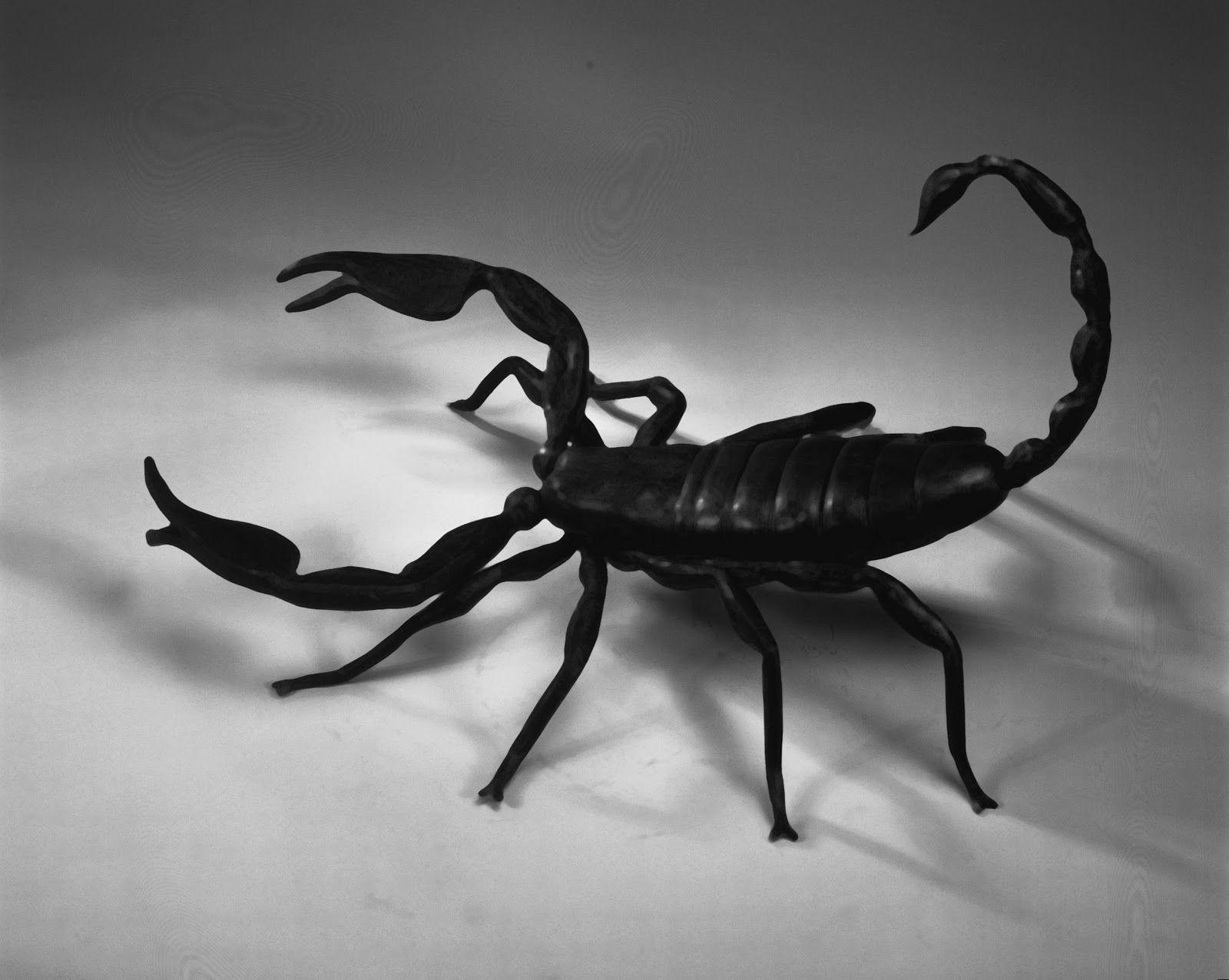 1600x1276 Desktop Scorpion Wallpaper HD HD Wallpaper