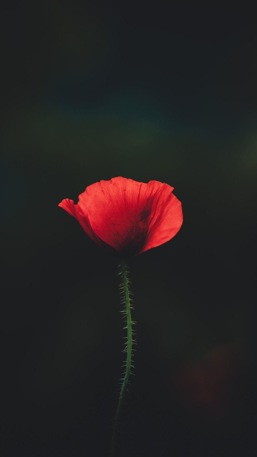 1080x1920 Download Red poppy, portrait wallpaper, 1080x Samsung Galaxy S S Note, Sony Xperia Z, Z Z Z HTC One, Lenovo Vibe, Google Pixel OnePlus Honor Xiaomi Redmi Note