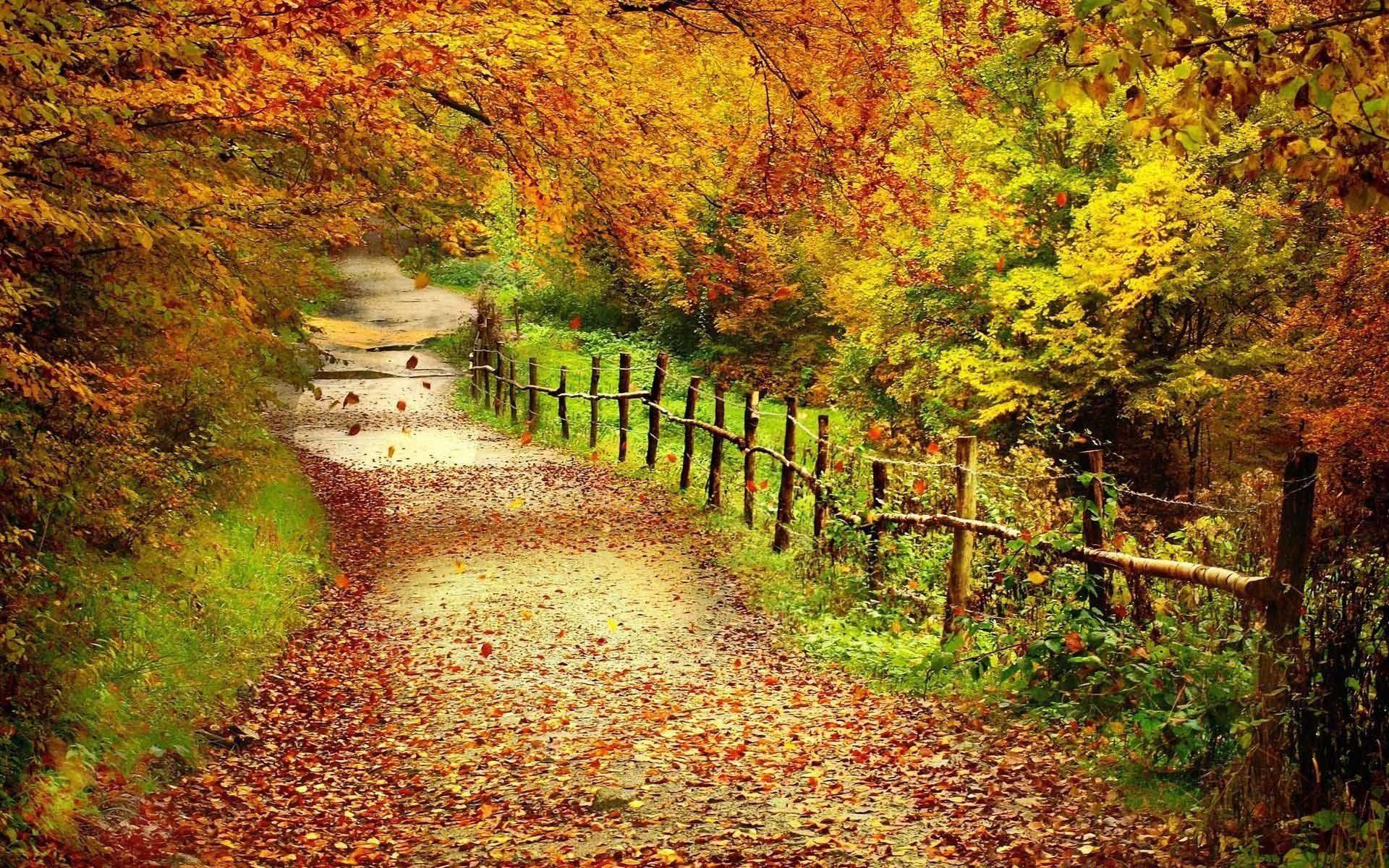 1920x1200 Fall Foliage Wallpaper for Desktop