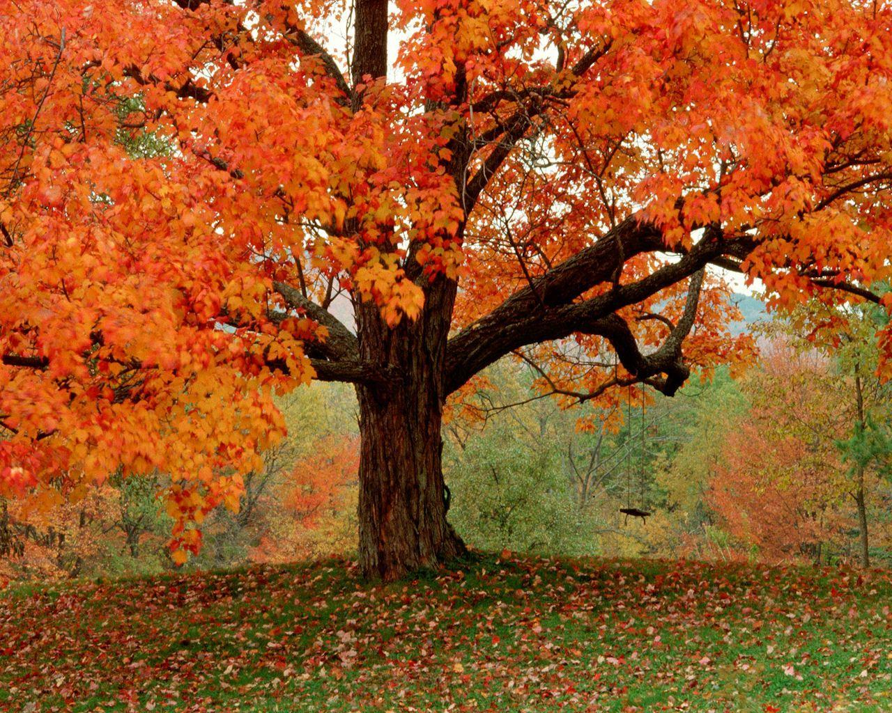 1280x1024 Fall Foliage Wallpaper For Desktop