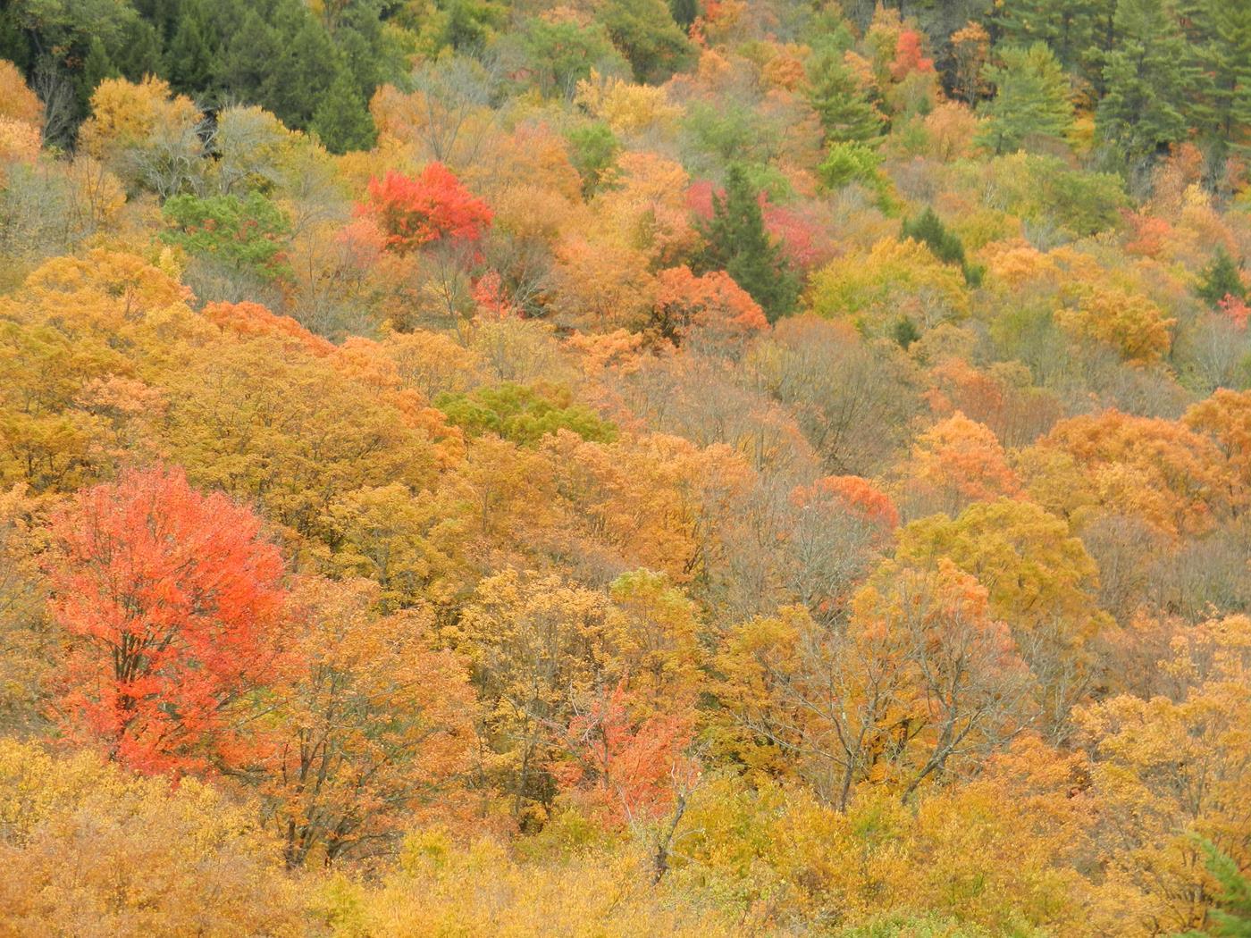 1400x1050 vermont fall foliage walking tours 15 Freedom Adventures