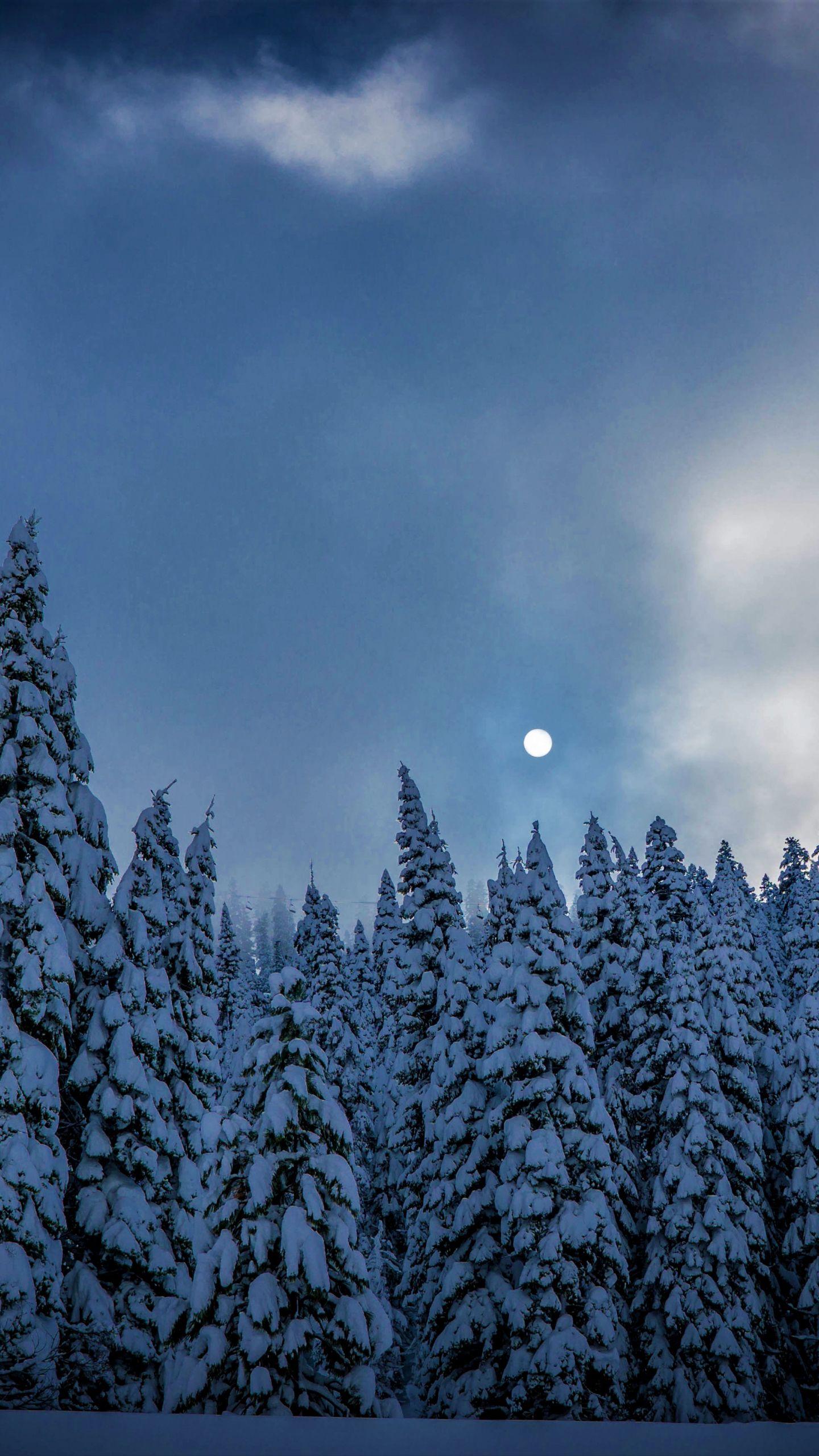 1440x2560 Download 1440x2560 wallpaper winter, night, trees, sky, nature, qhd samsung galaxy s s edge, note, lg g 1440x2560 HD image, background, 645