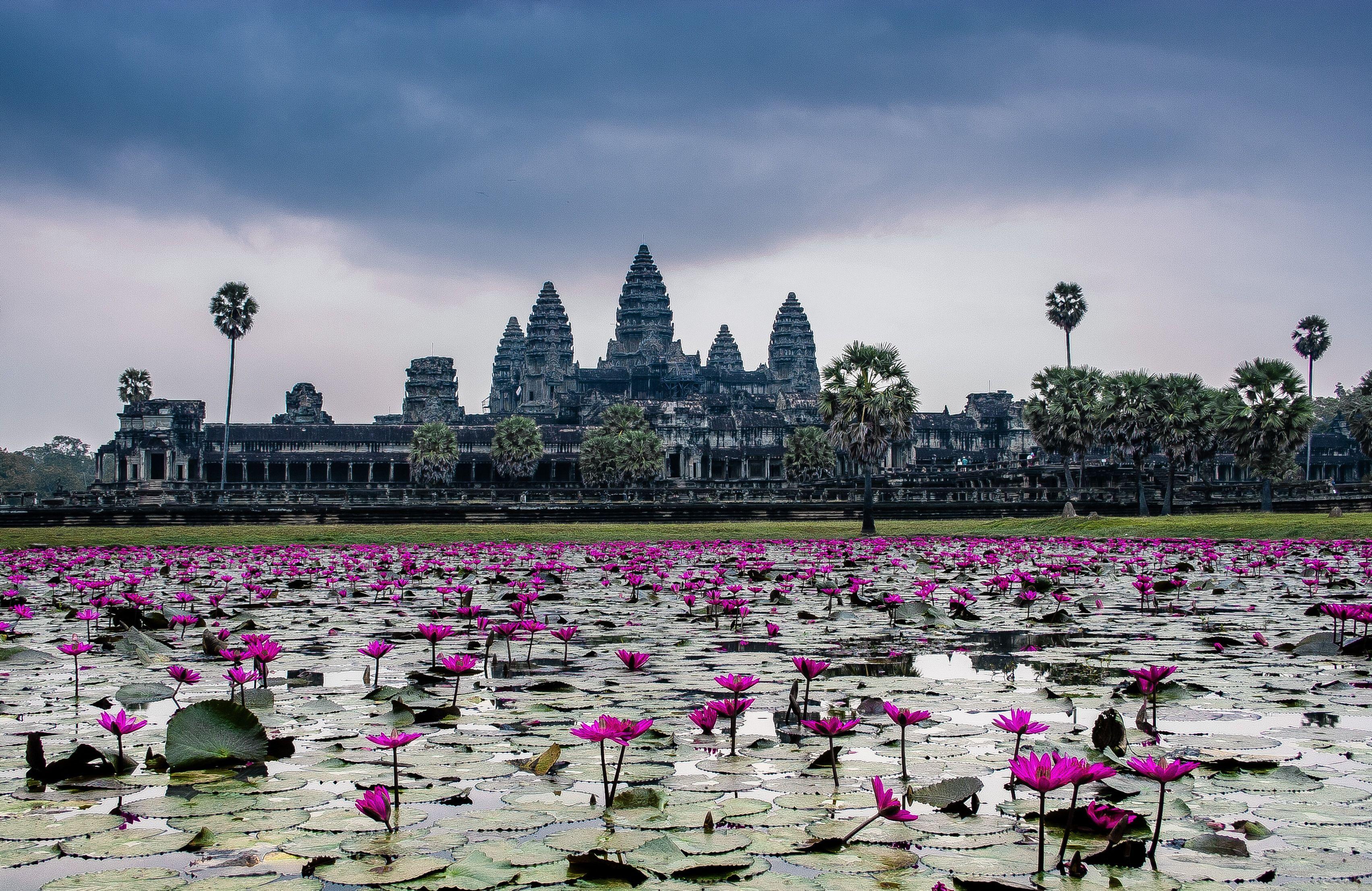 3408x2214 Wallpaper download flowers, temple, lotus, cambodia, the temple complex resolution 3408x2214