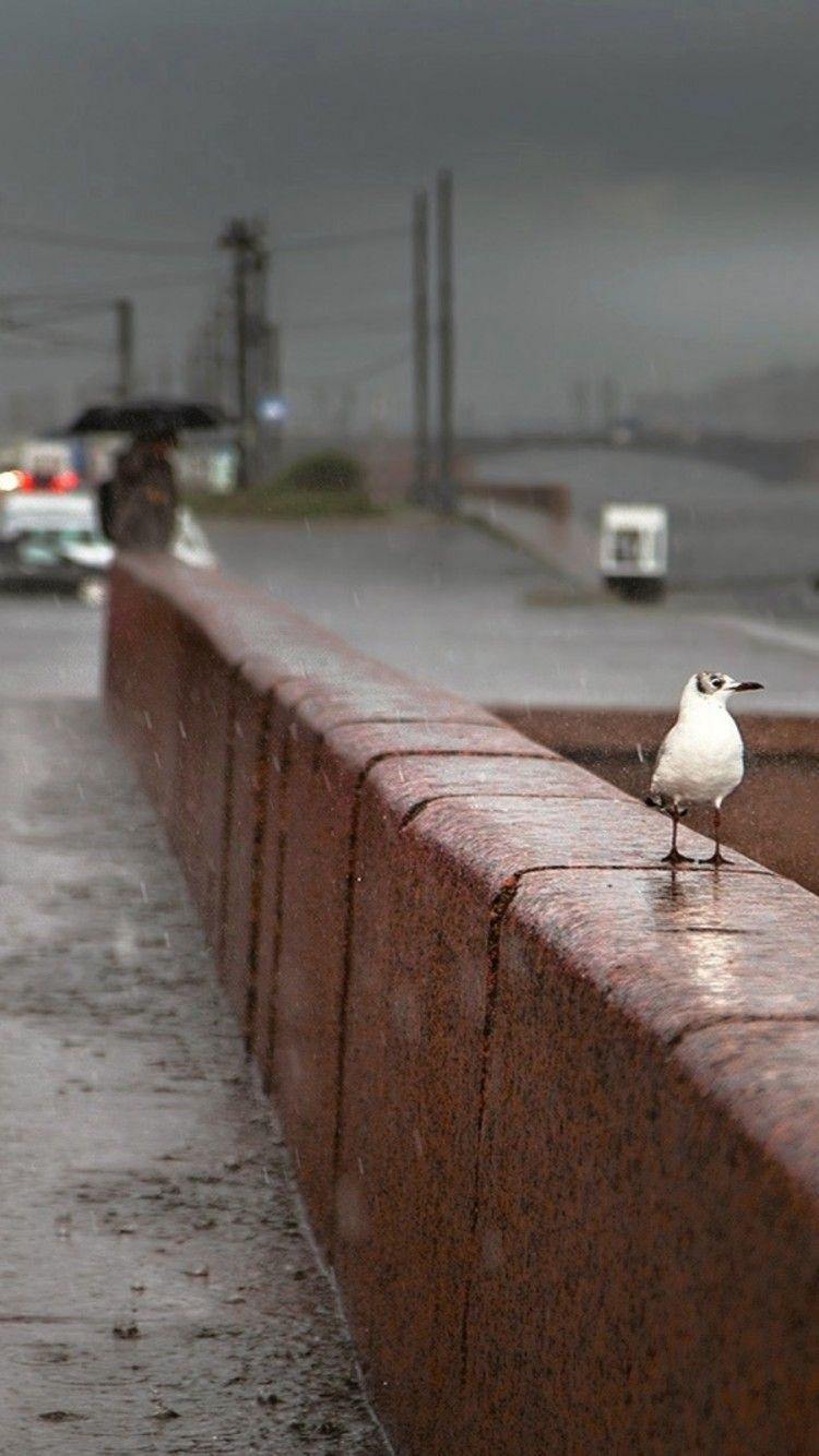 750x1334 Rainy day HD Wallpaper iPhone 6 / 6S