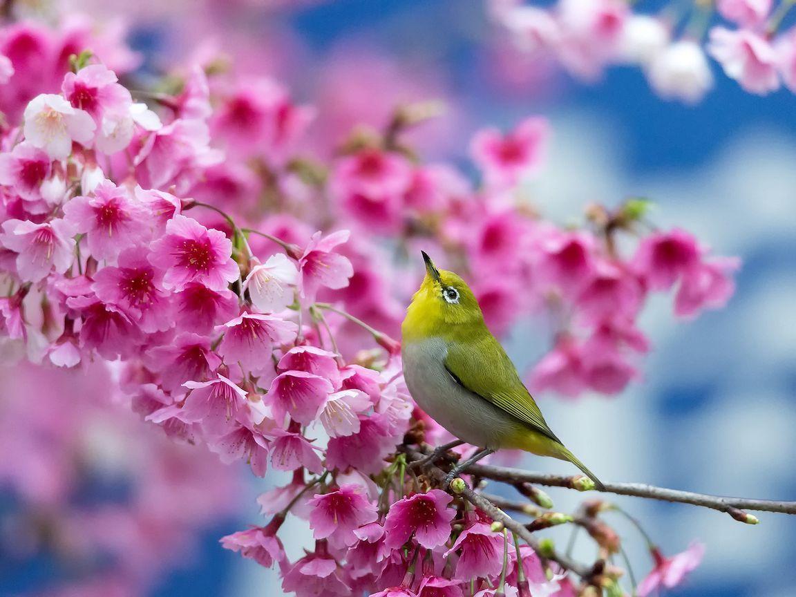1152x864 Download Wallpaper 1152x864 Spring, Cherry, Branch, Flowers, Beauty, Japanese White Eye Standard 4:3 HD Background