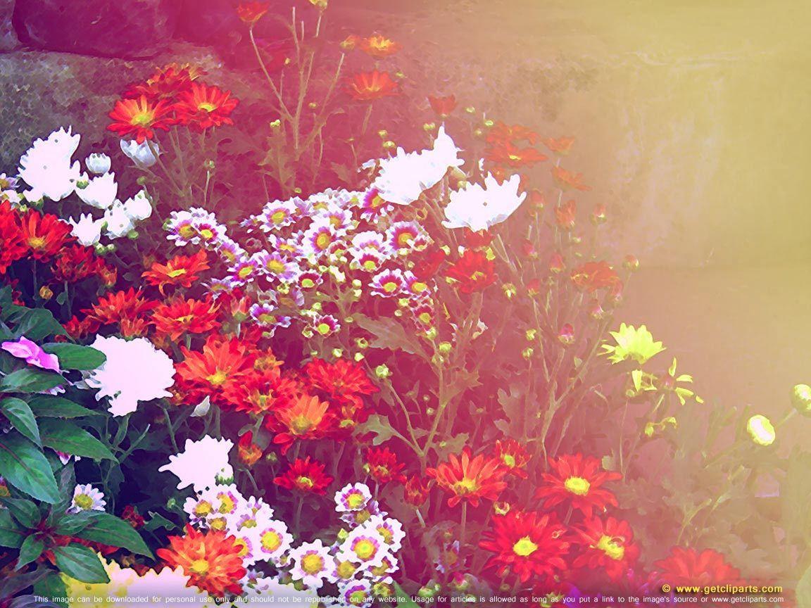 1152x864 pretty flowers. Pretty Colorful Flowers. Flower background wallpaper, Spring flowers wallpaper, Pretty wallpaper