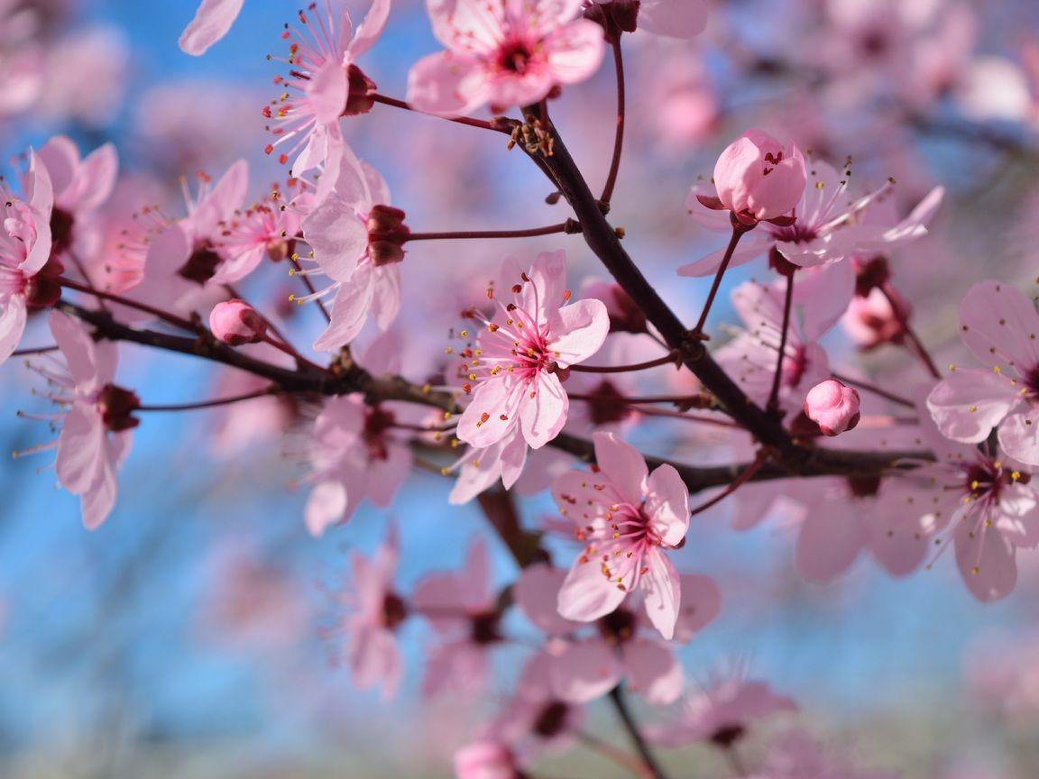 1152x864 Spring Season Flowers 1152x864 Resolution HD 4k Wallpaper, Image, Background, Photo and Picture