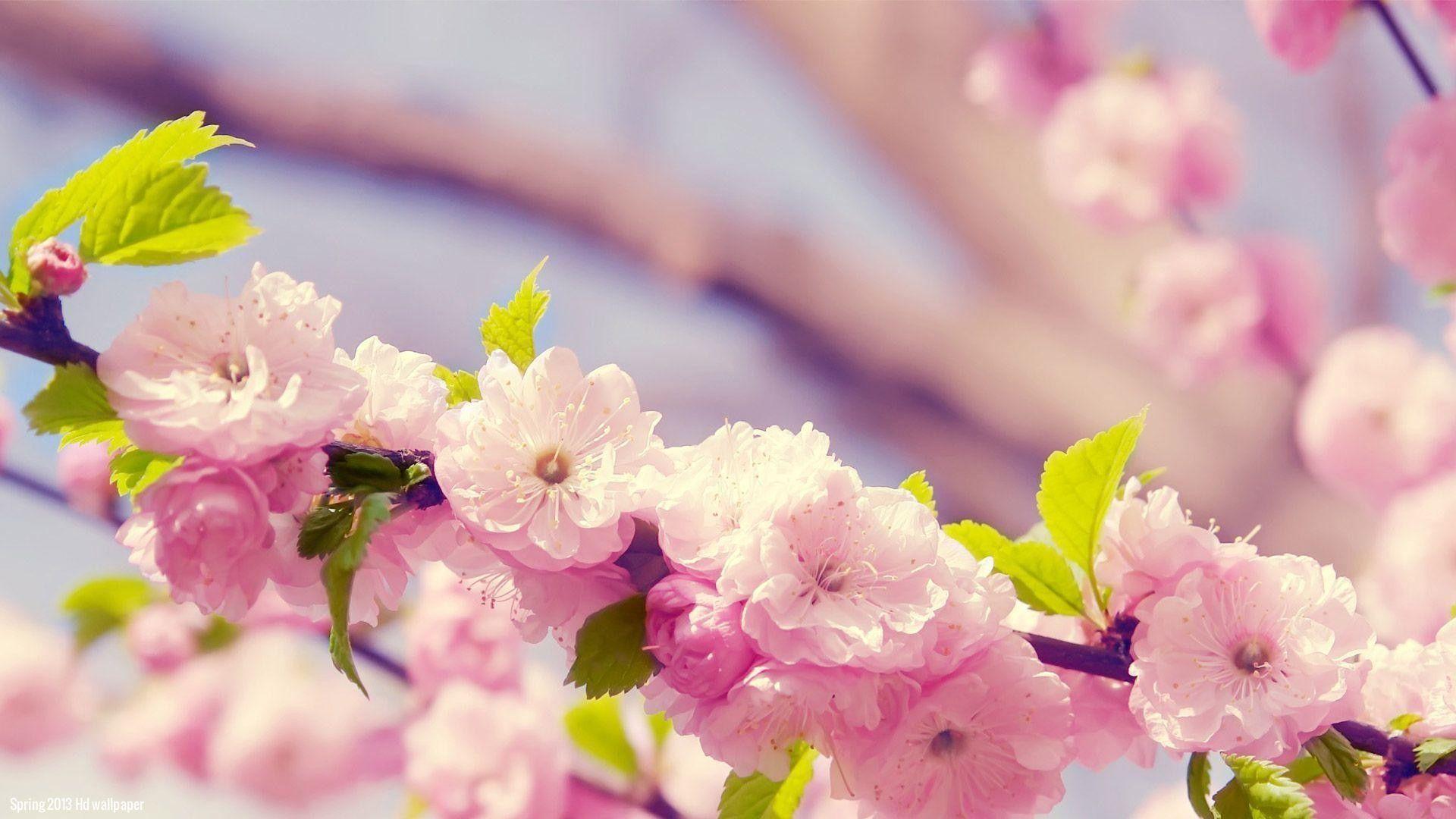 1920x1080 Spring Flowers Wide Wallpaper