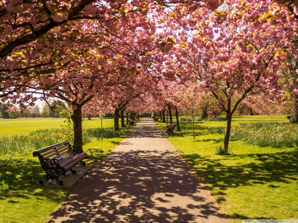 1152x864 Wallpaper Nature Spring (1152x864)