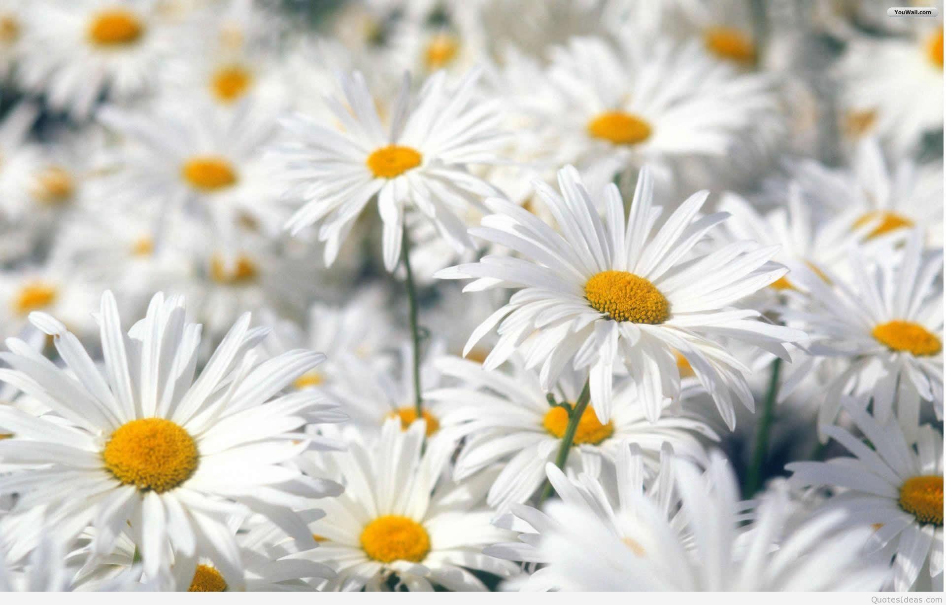 1920x1227 Spring flowers wallpaper HD
