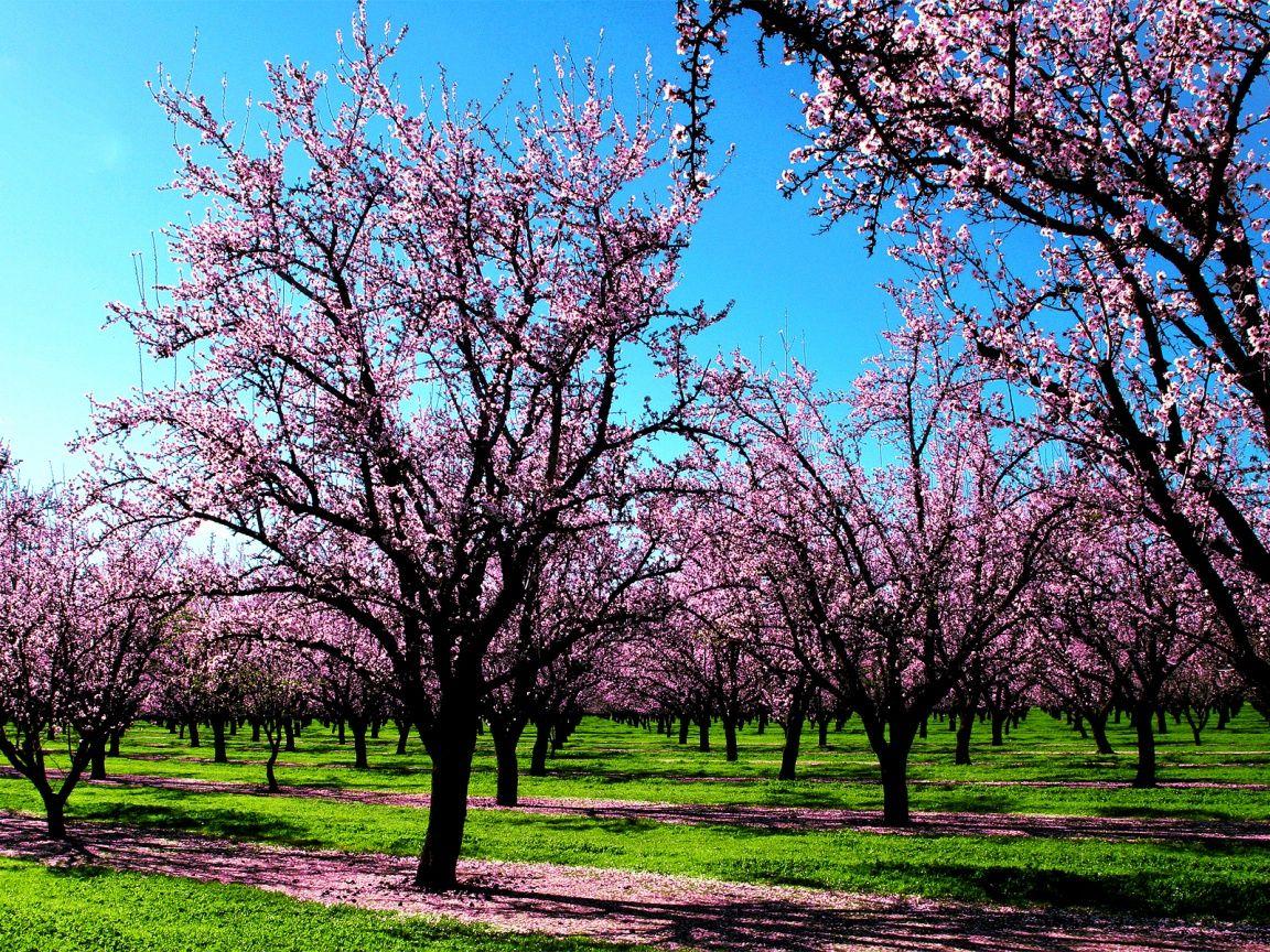 1152x864 Spring Scents desktop PC and Mac wallpaper