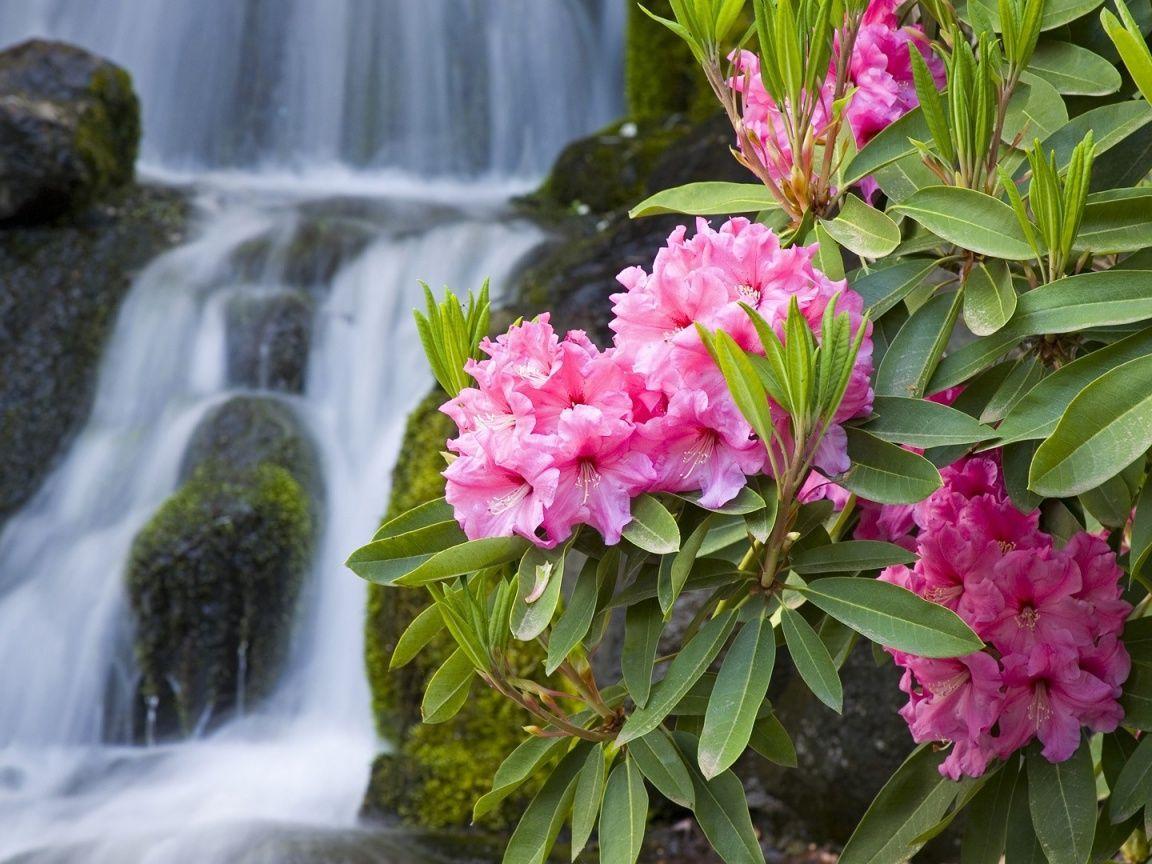 1152x864 Spring Flowers Backgroundx864 Spring Flowers and Waterfall desktop PC and Mac wallpaper. Spring flowers background, Spring flowers, Flower wallpaper