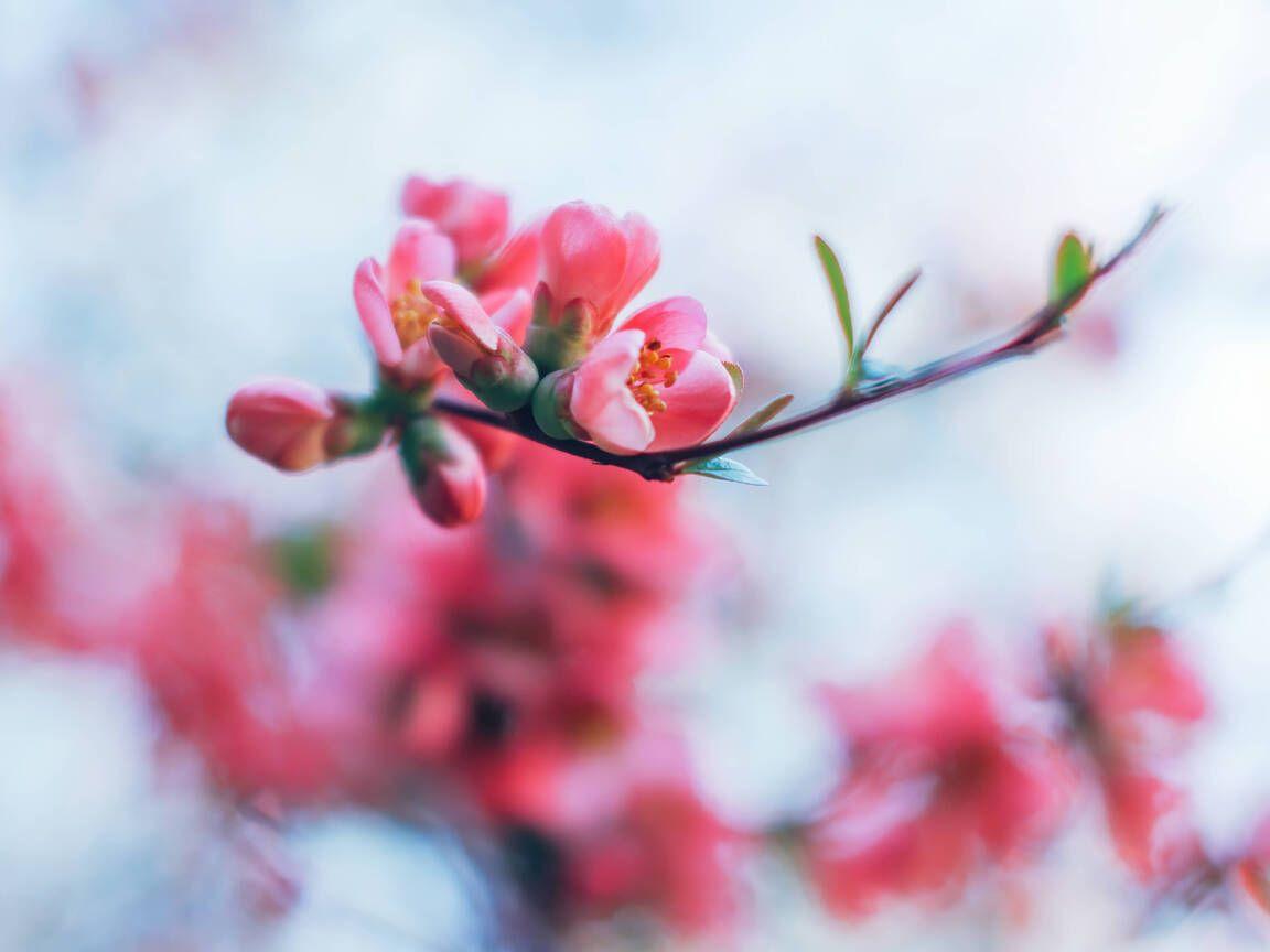 1152x864 Spring Blossom 4k 1152x864 Resolution HD 4k Wallpaper, Image, Background, Photo and Picture