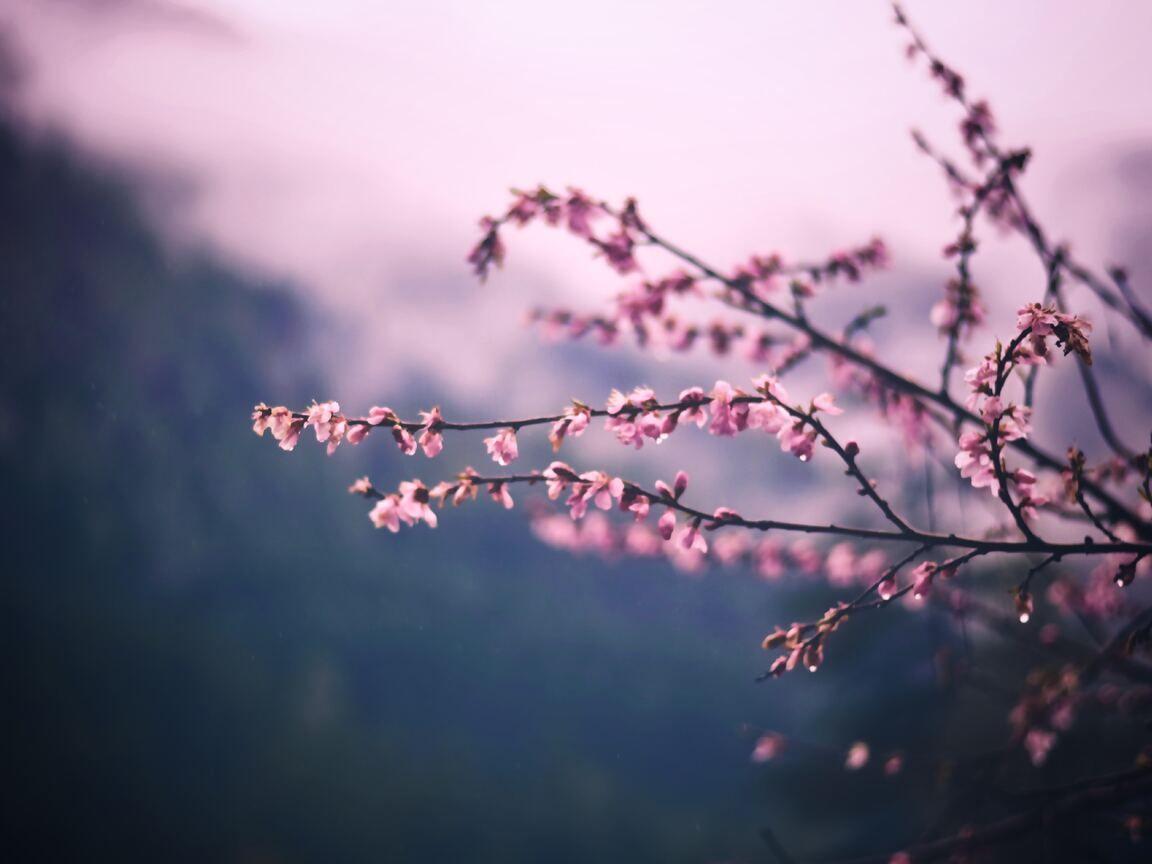 1152x864 Pink Blossom Tree Branch Spring 5k 1152x864 Resolution HD 4k Wallpaper, Image, Background, Photo and Picture