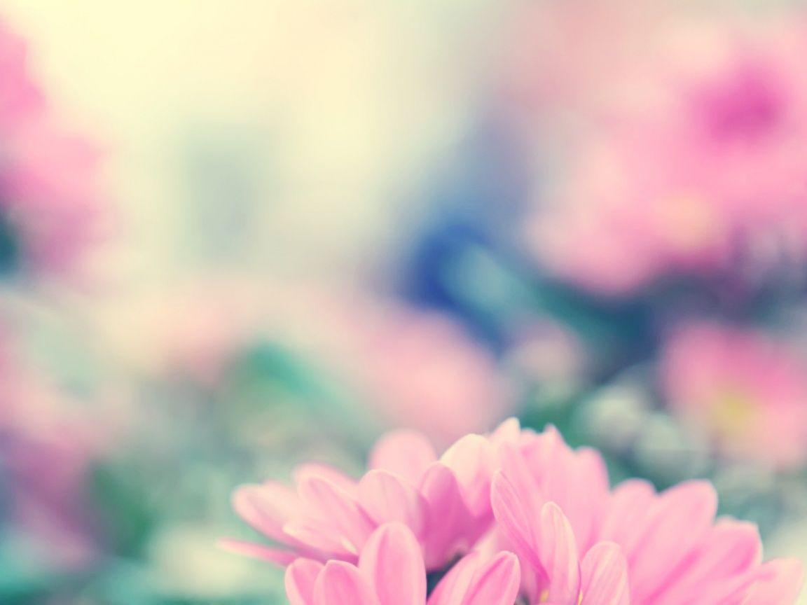 1152x864 Spring Flowers desktop PC and Mac wallpaper