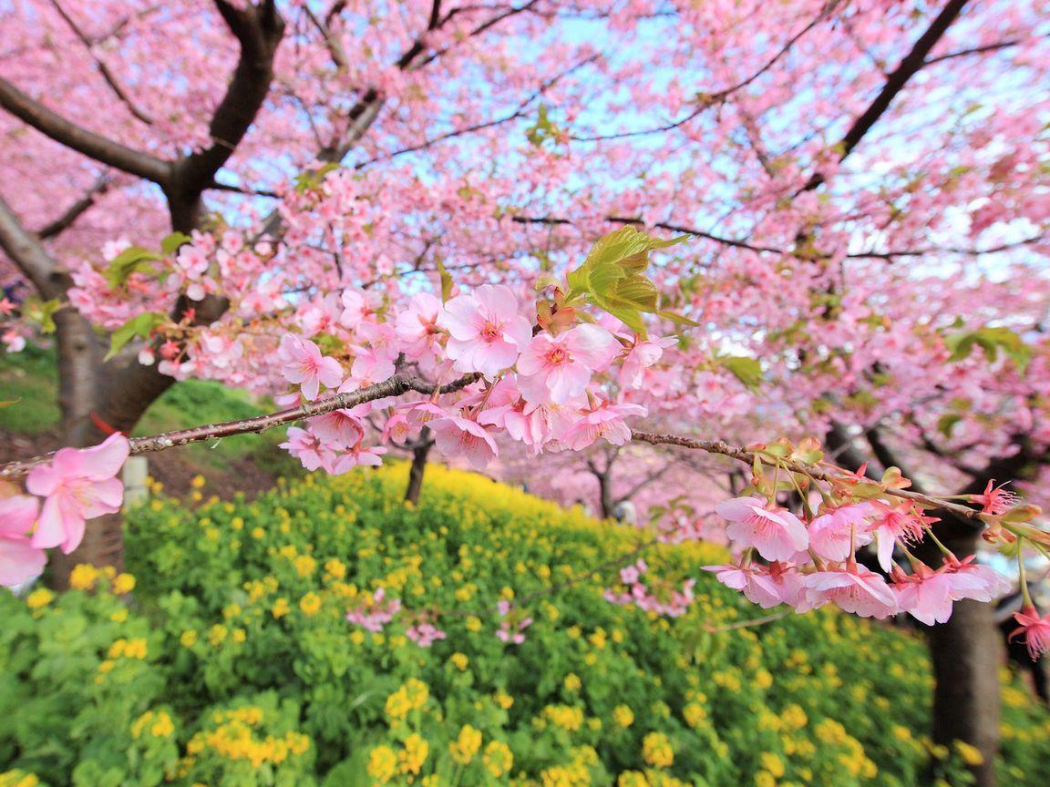 1152x864 Download wallpaper 1152x864 spring, bloom, tree, flowers standard 4:3 HD background