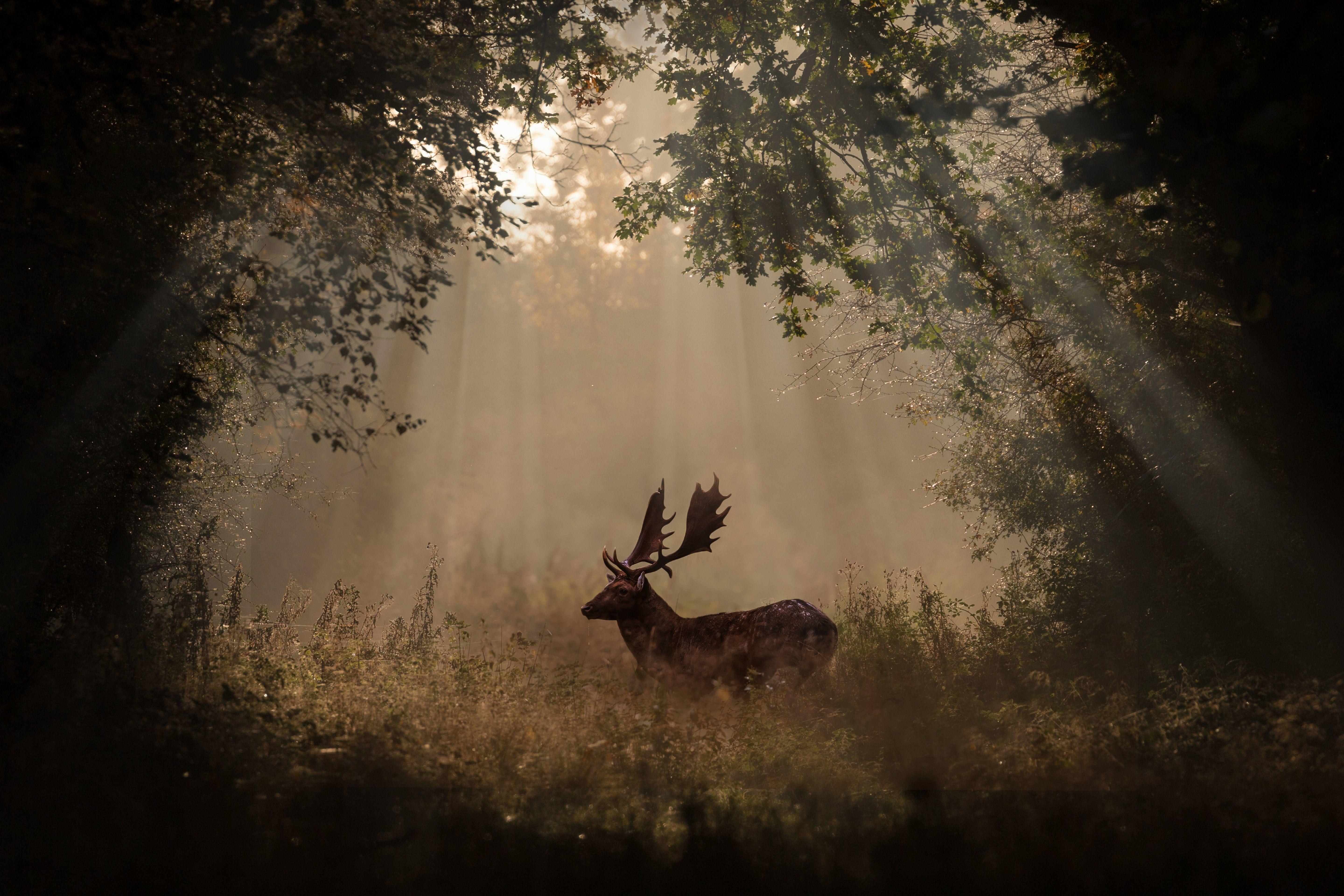5760x3840 Download HD Wallpaper Of 436861 Animals, Deer, Forest, Mammals. Free Download High Quality And Widescreen Resolutions. Deer Picture, Background Image, Animals