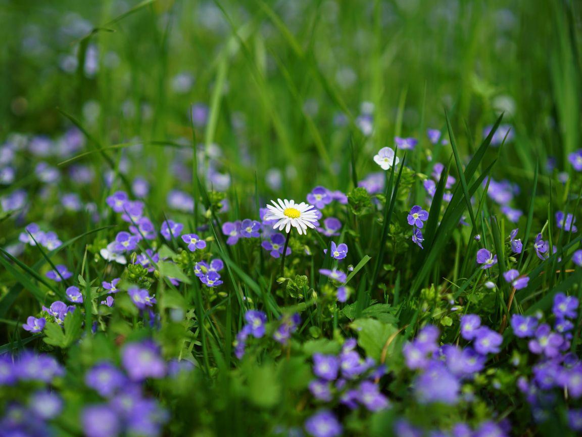 1152x864 Download 1152x864 wallpaper meadow, daisy, wild flowers, spring, standard 4: fullscreen, 1152x864 HD image, background, 2473