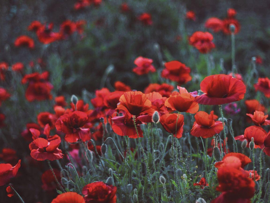 1152x864 Download 1152x864 wallpaper poppies, flower field, meadow, spring, standard 4: fullscreen, 1152x864 HD image, background, 6701