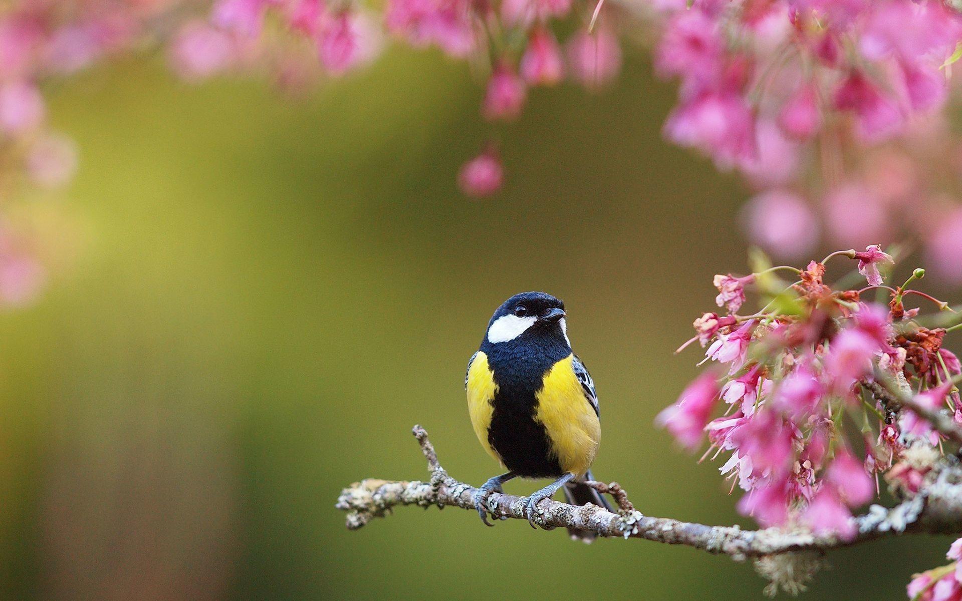 1920x1200 Spring Flowers And Birds HD 1080p 12 HD Wallpaper Bird HD Wallpaper