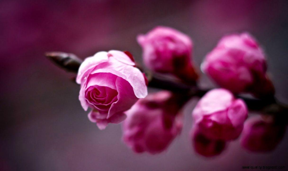 1216x720 Spring Flowers Wallpaper