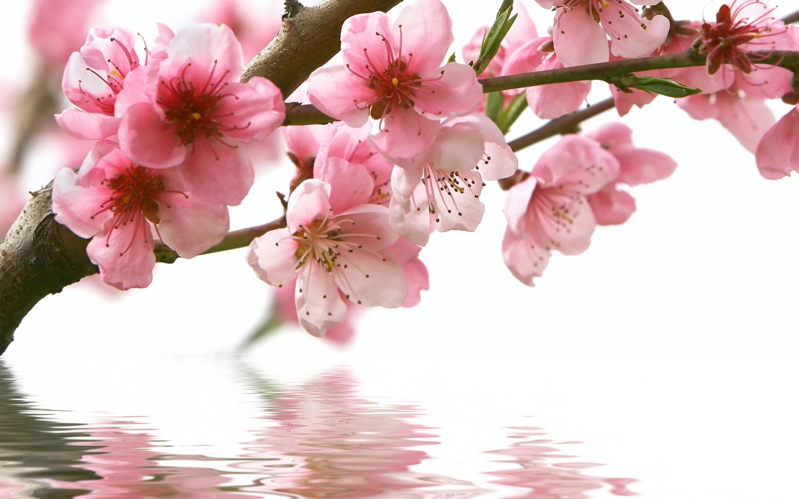 2560x1600 Spring Flowers HD Wallpaper, 452.26 Kb