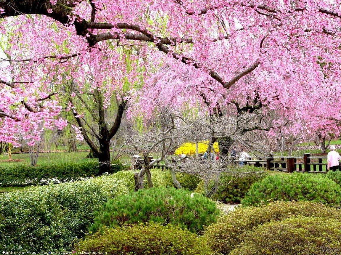 1152x864 Nature Springtime Free Desktop Wallpaper for PC & Mac