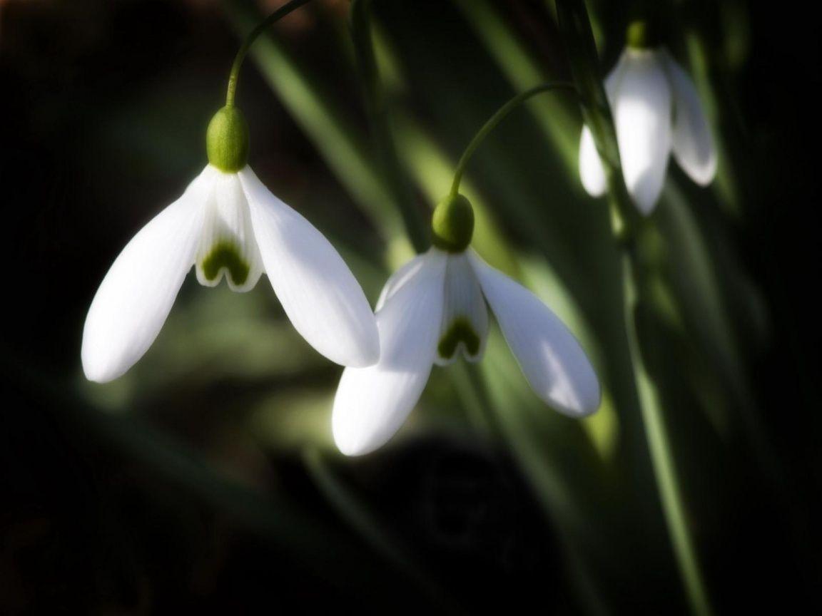 1152x864 Spring Symbol desktop PC and Mac wallpaper