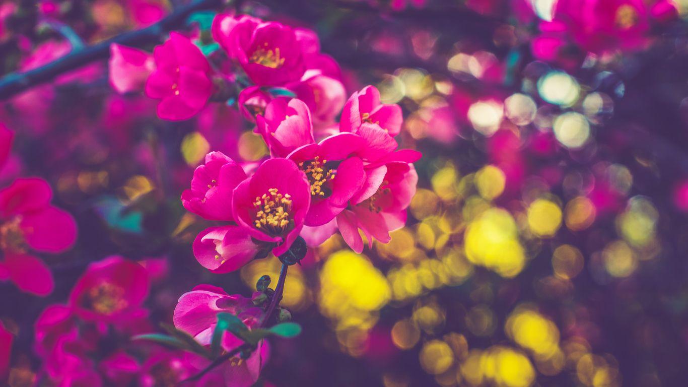 Spring Flowers HD Wallpapers - Top Free Spring Flowers HD Backgrounds ...