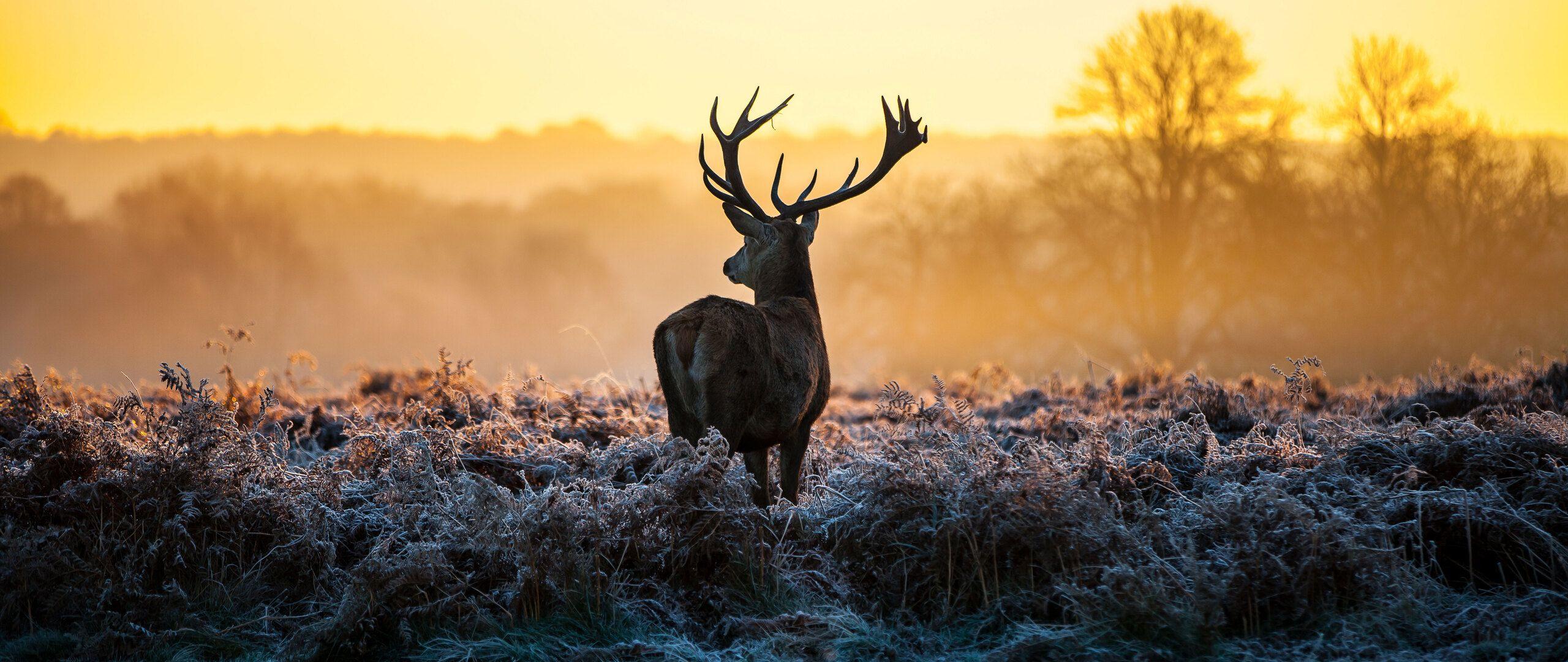 Deer in Forest Wallpapers - Top Free Deer in Forest Backgrounds ...