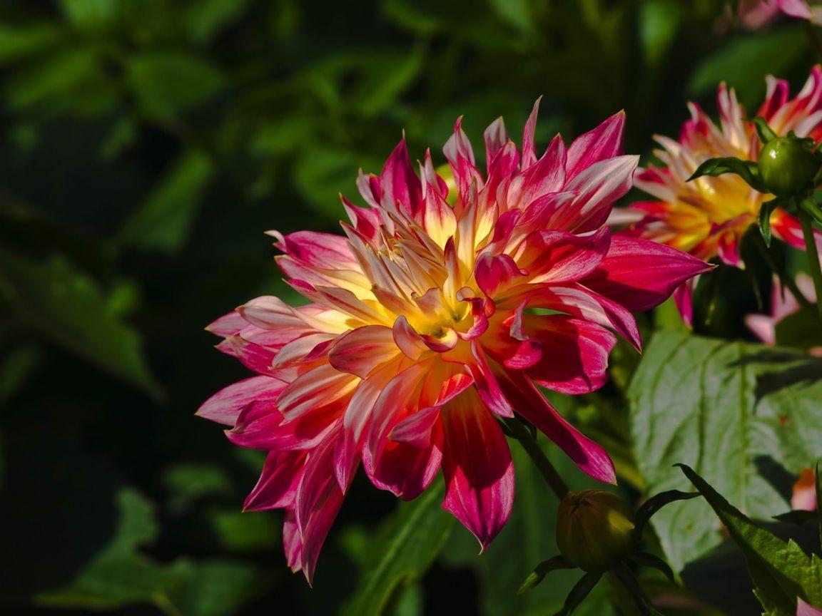 1152x864 Beautiful Spring Flower 1152 x 864 Wallpaper