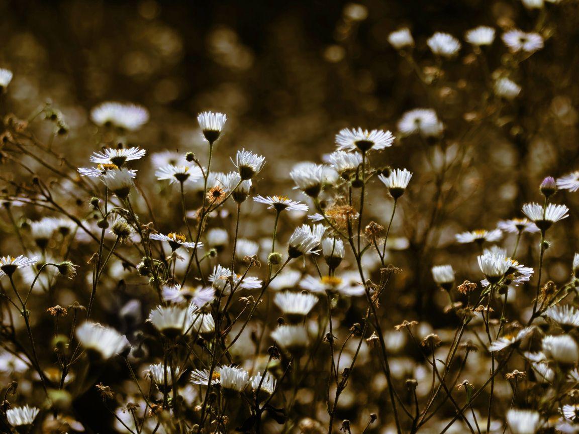 1152x864 Download 1152x864 wallpaper meadow, plants, white flowers, spring, standard 4: fullscreen, 1152x864 HD image, background, 4857