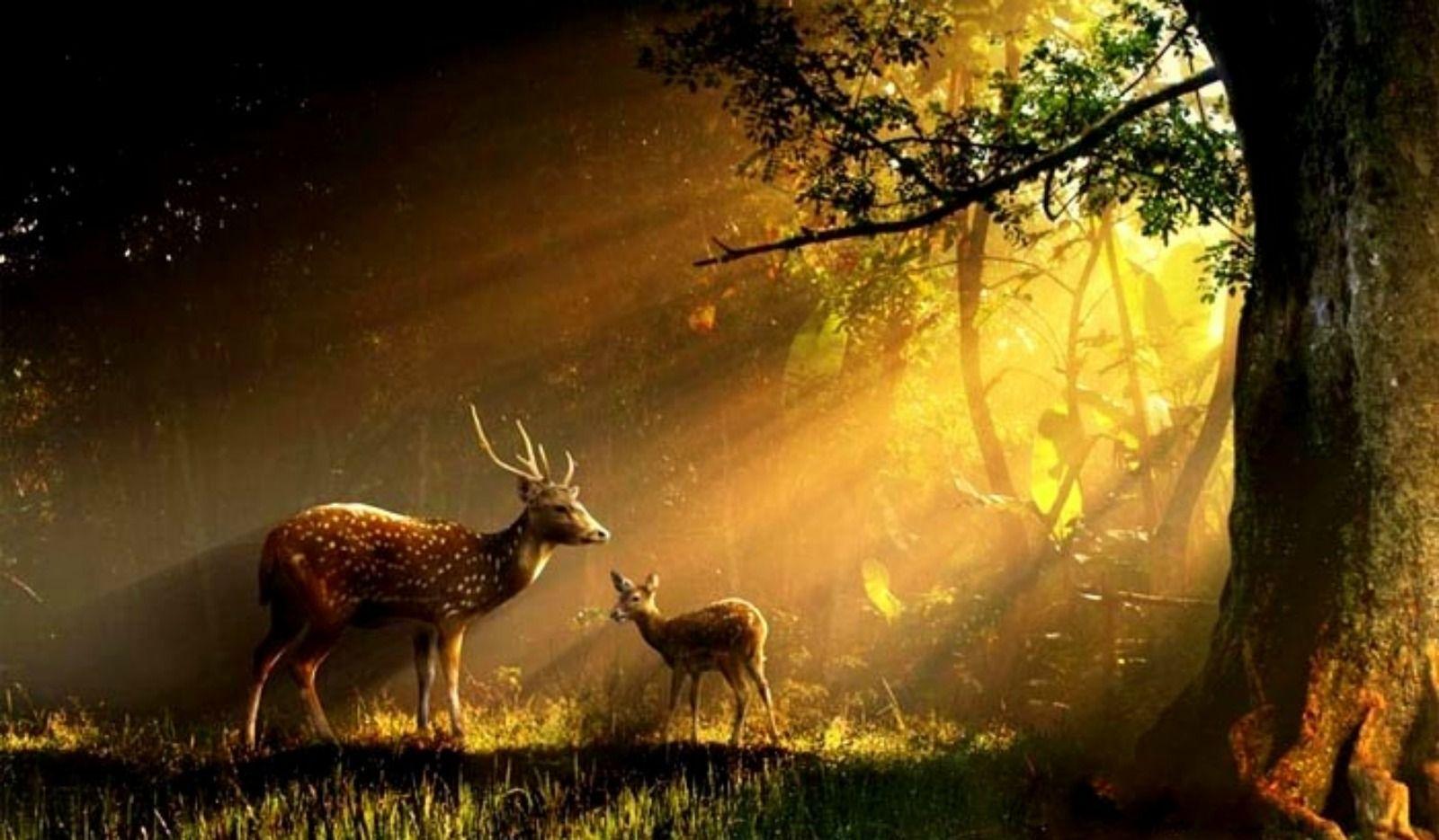 Deer In Forest Wallpapers - Top Free Deer In Forest Backgrounds ...