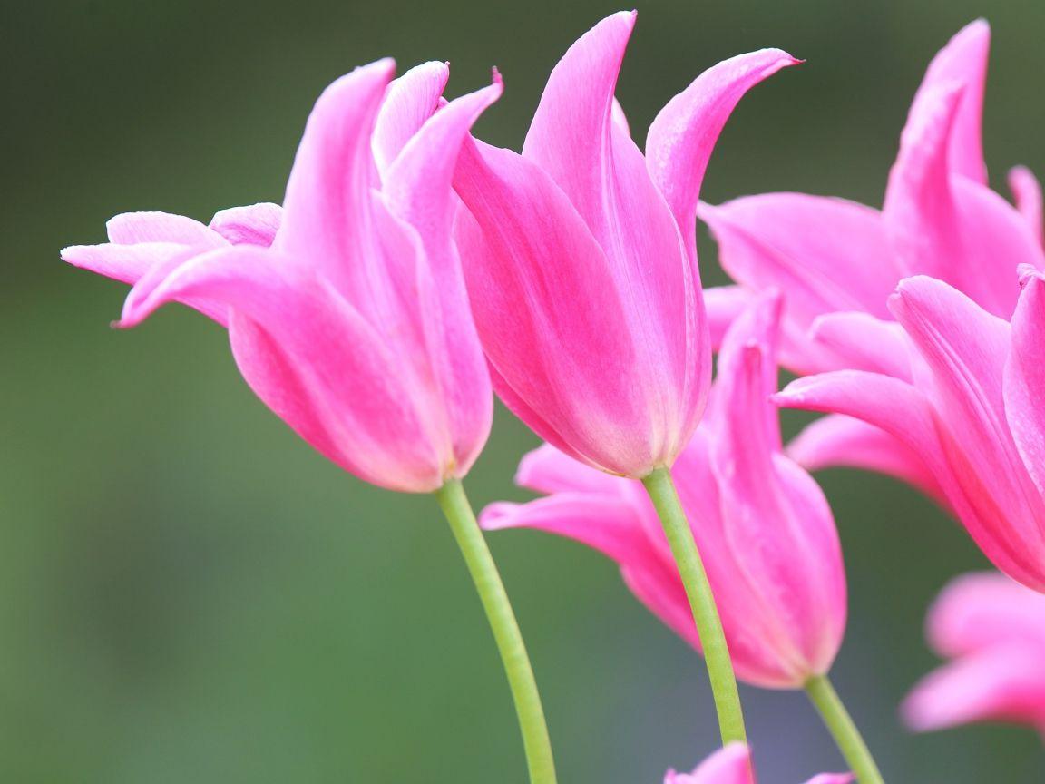 1152x864 Pink beautiful spring tulips Desktop wallpaper 1152x864