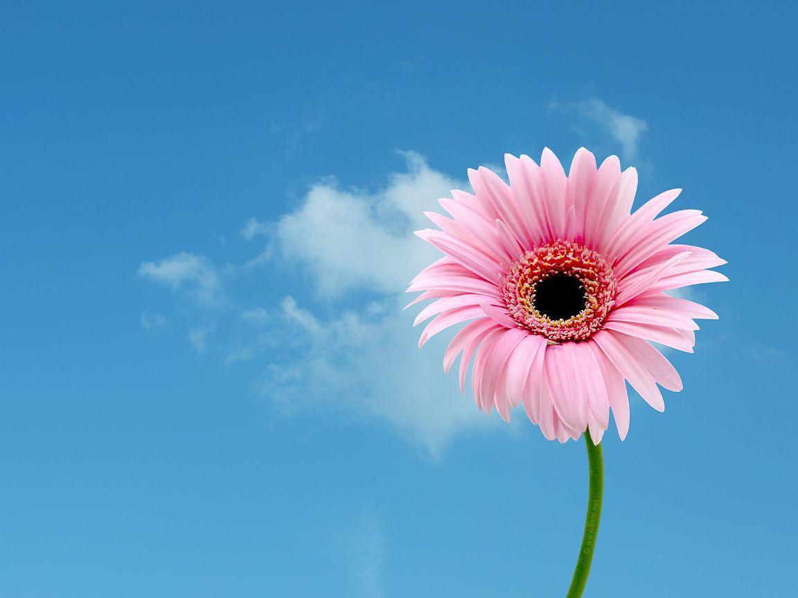 1152x864 Flower Wallpaper, Flower Background on