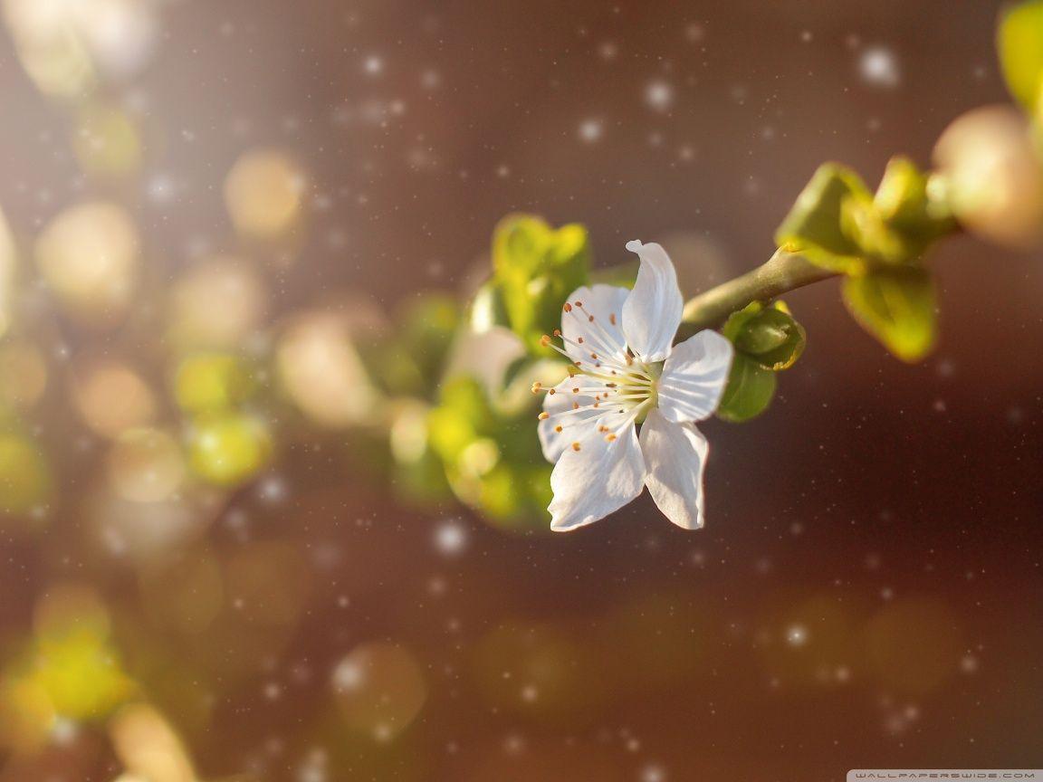1152x864 Beautiful Spring Ultra HD Desktop Background Wallpaper for 4K UHD TV : Widescreen & UltraWide Desktop & Laptop : Tablet