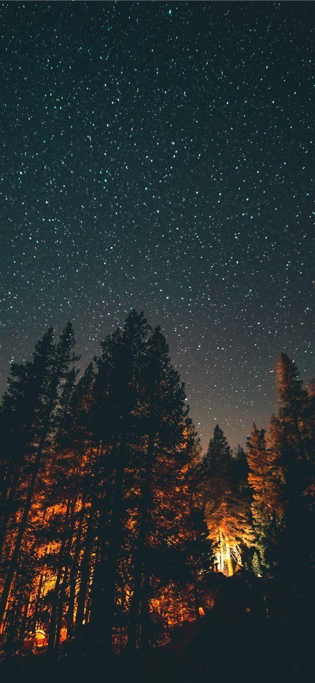 640x1385 Forest Sky Wallpaper Free HD Wallpaper