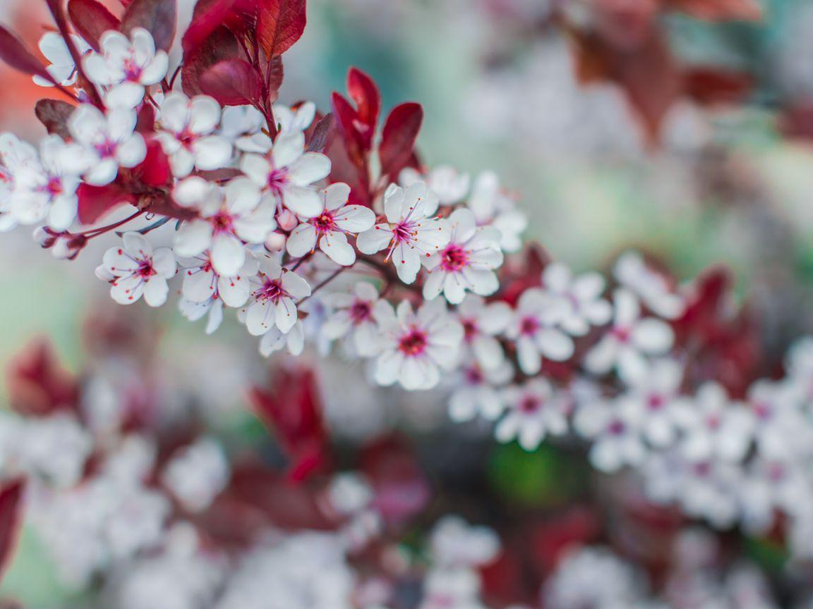 1152x864 Download wallpaper 1152x864 flowers, bloom, branch, spring standard 4:3 HD background