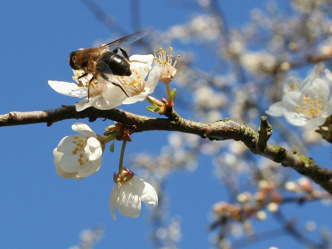 1152x864 Spring Wallpaper