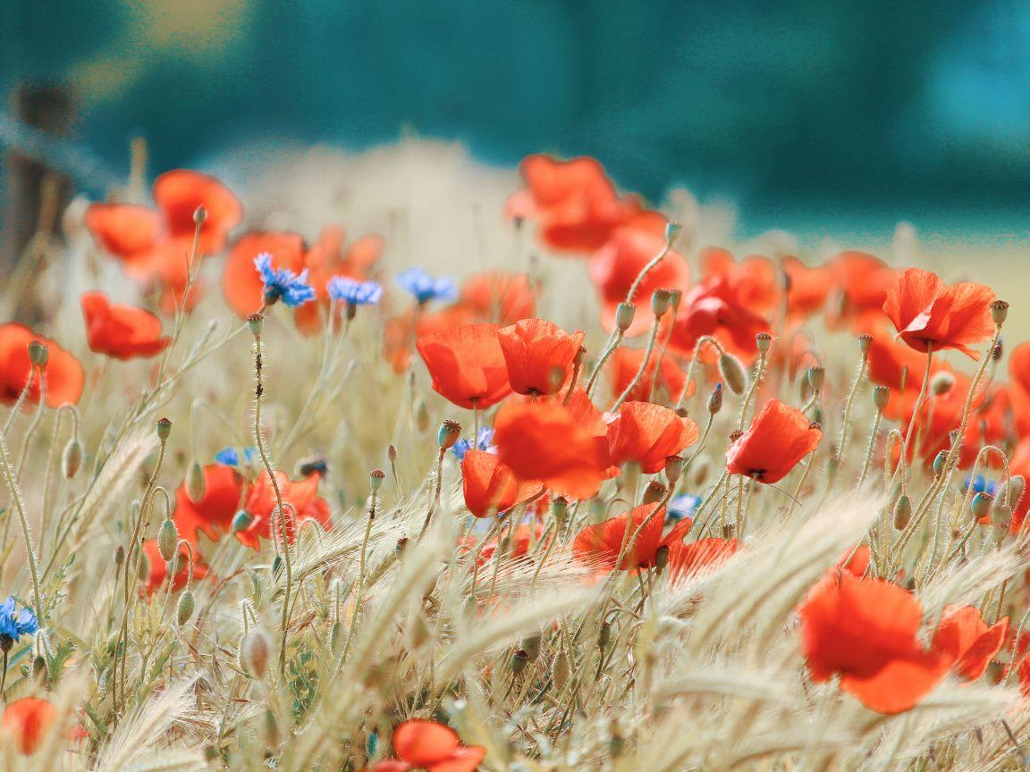 1152x864 Download Poppy field, meadow, flowers, red wallpaper, 1152x Standard 4: Fullscreen