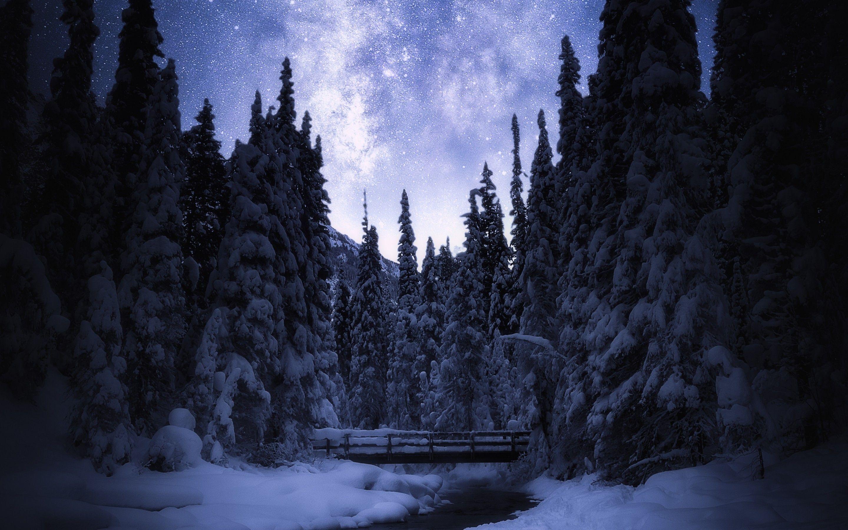 2880x1800 Wallpaper Starry sky, Night, Banff National Park, Winter, Pine trees, Snow, 4K, Nature,. Wallpaper for iPhone, Android, Mobile and Desktop