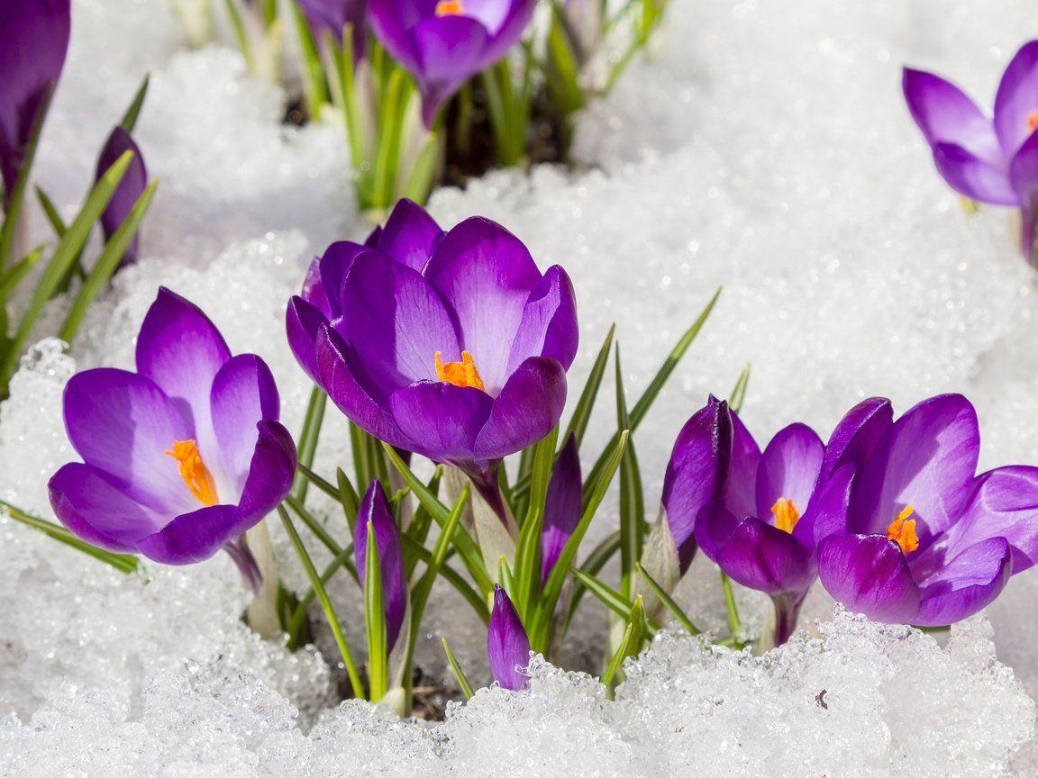 1152x864 Wallpaper download flowers, snow, spring, crocuses resolution 1152x864