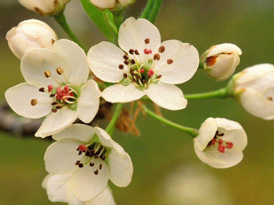 1152x864 Crabapple Blossoms in Spring Wallpaper</a> Wallpaper