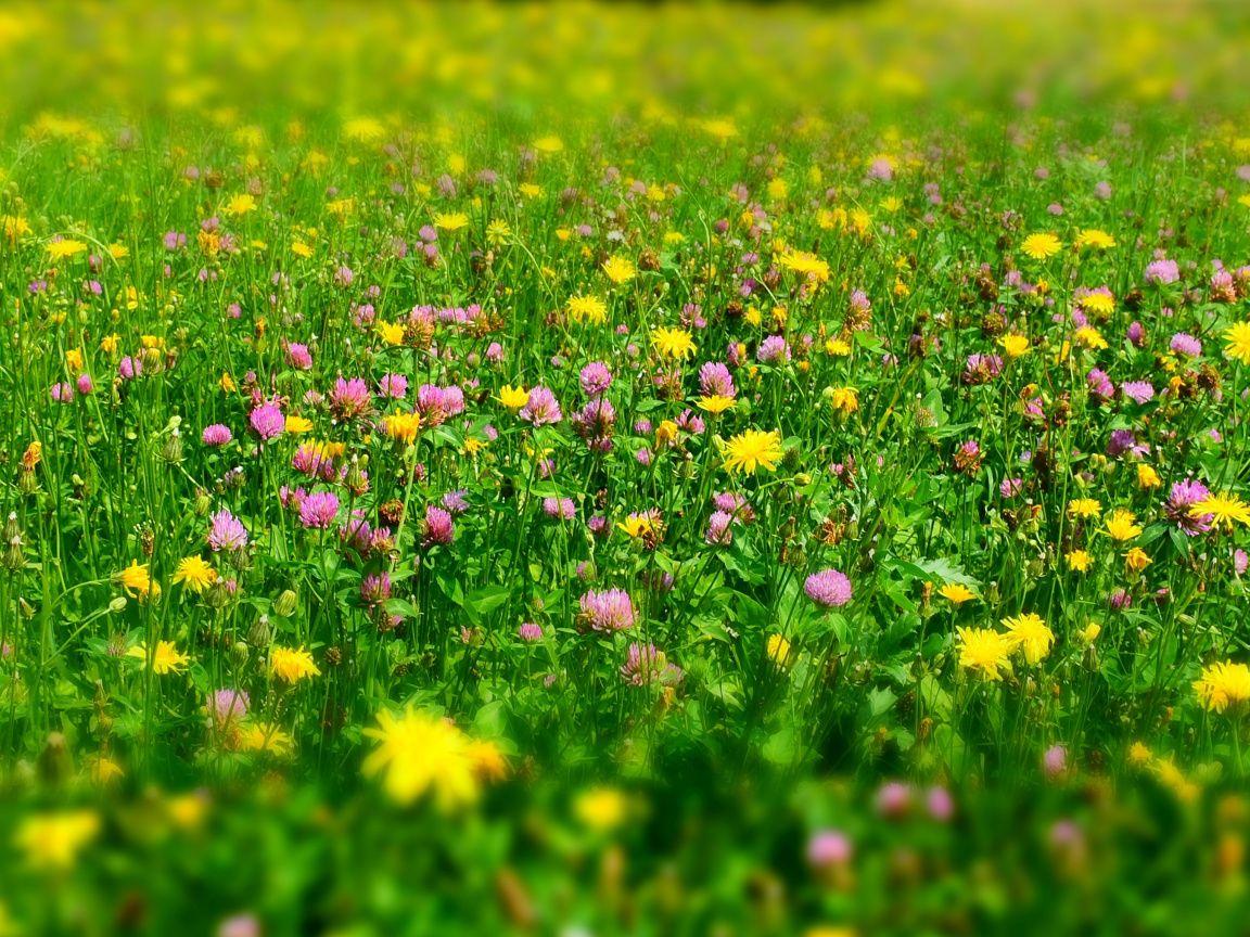 1152x864 Download Meadow, plants, wild flowers, spring wallpaper, 1152x Standard 4: Fullscreen