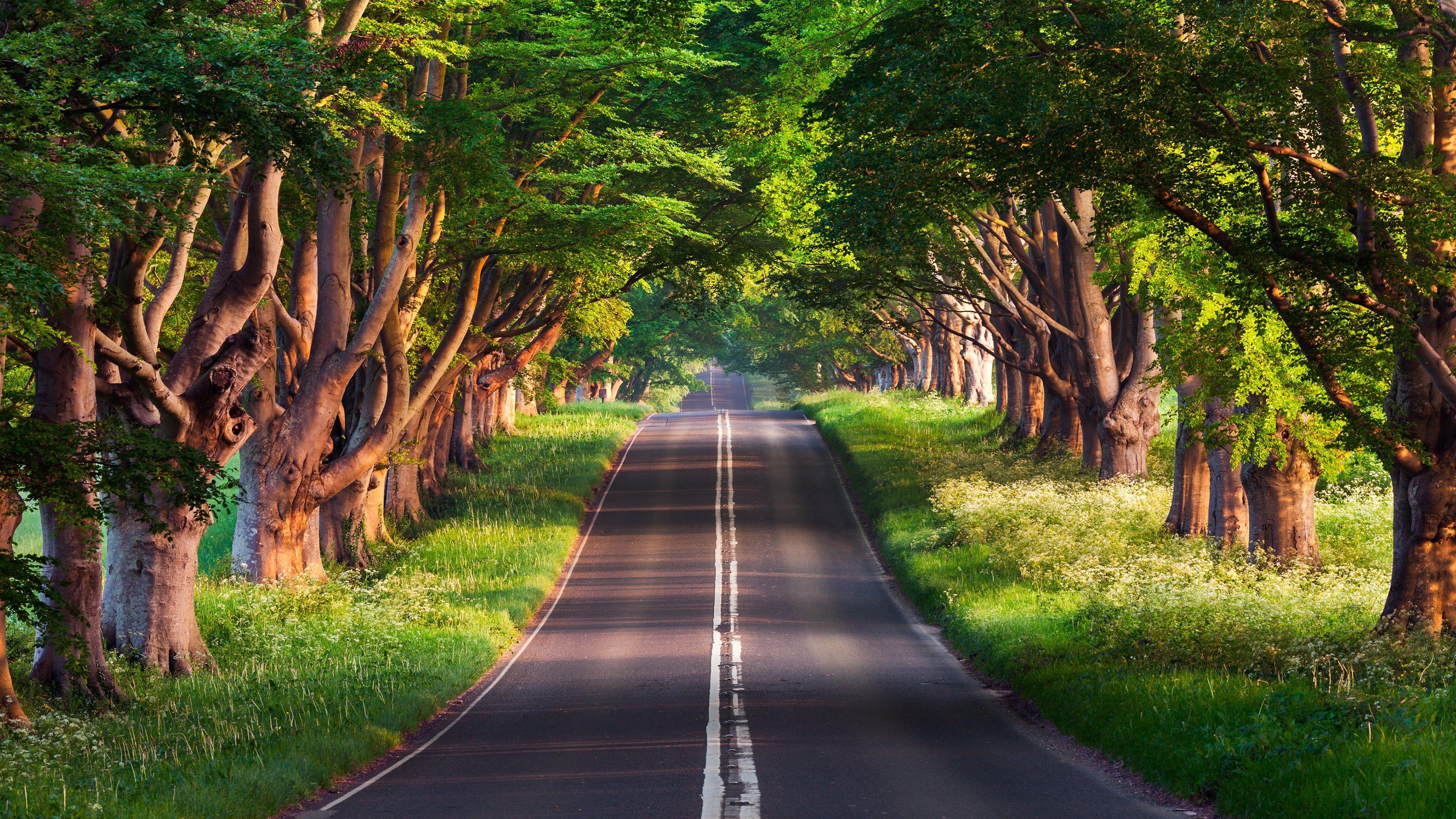 3840x2160 Wallpaper road, trees, summer, 4k, Nature