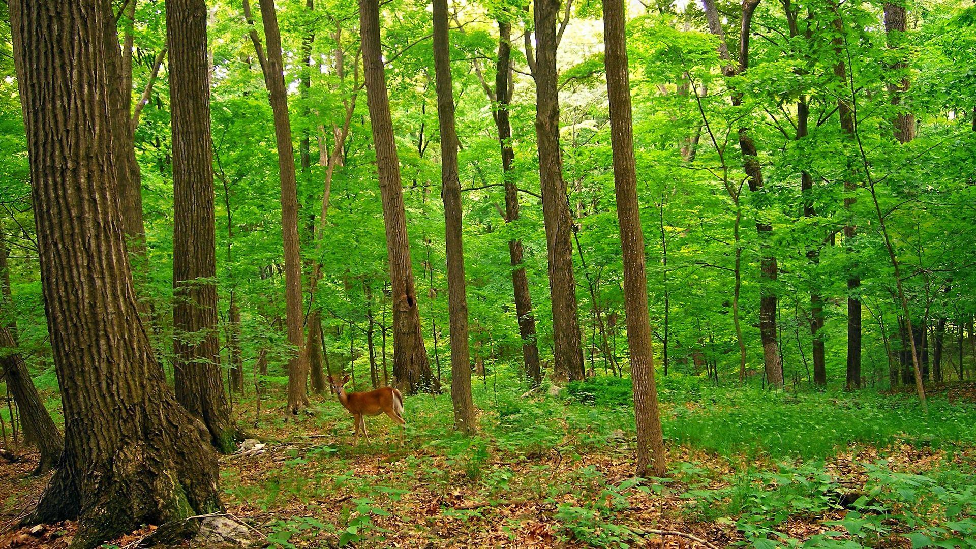 1920x1080 Deer In The Forest Wallpaper Deers Animals Wallpaper in jpg format for free download