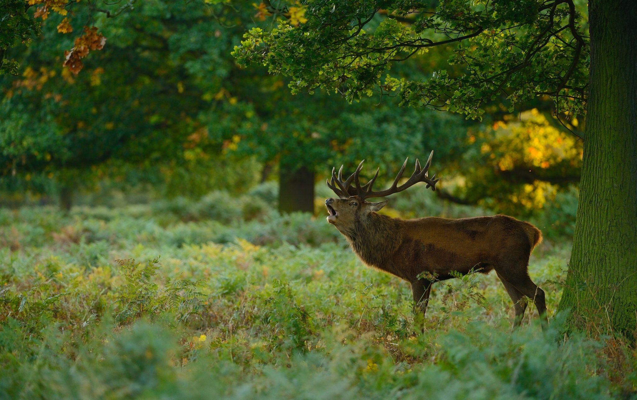 2048x1287 Deer forest meadow wallpaperx1287